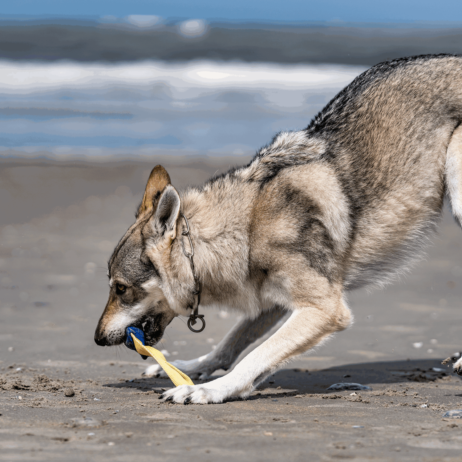 Bringsel Baumwolle XS | 5819705076_6.png | 1731103611