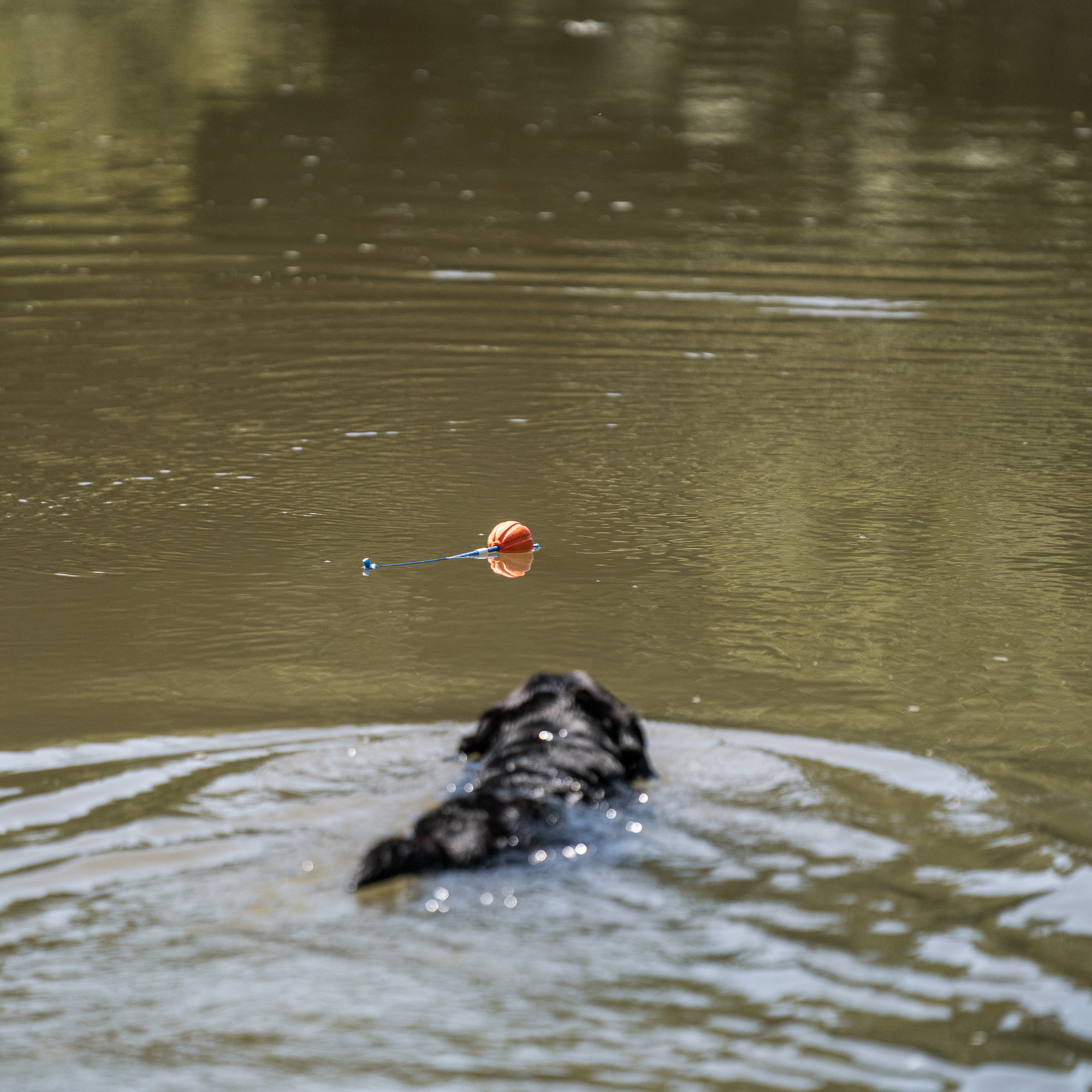 Spielball am Seil | 5819810377_6.png