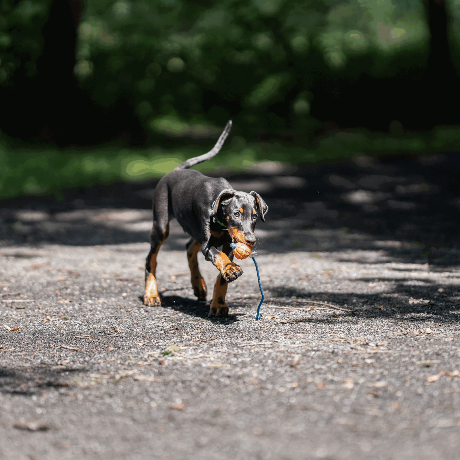 Spielball am Seil | 5819810677_4.png | 1731103804