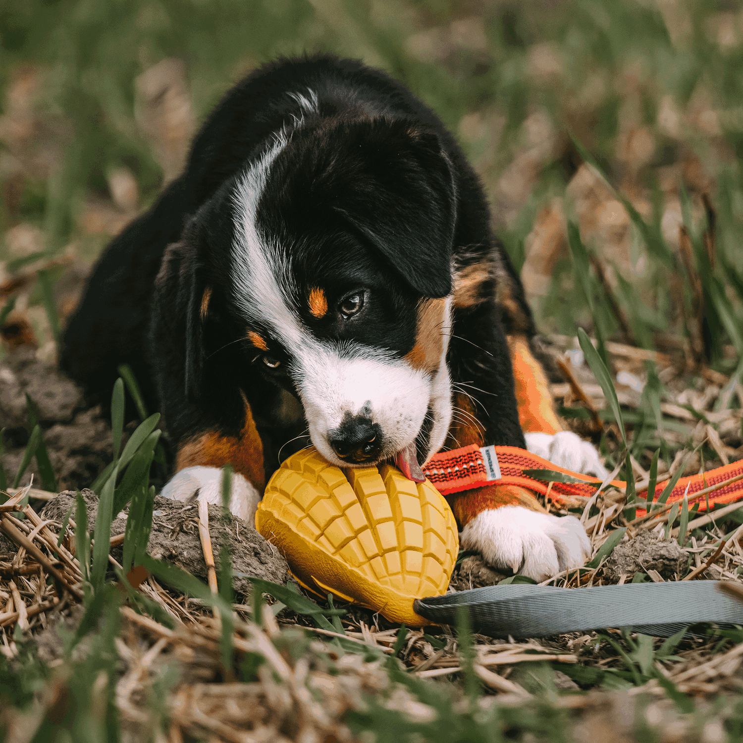 Hundespielzeug FRUIT CHALLENGE "Mango" | 5819900300_9.png | 1731103809