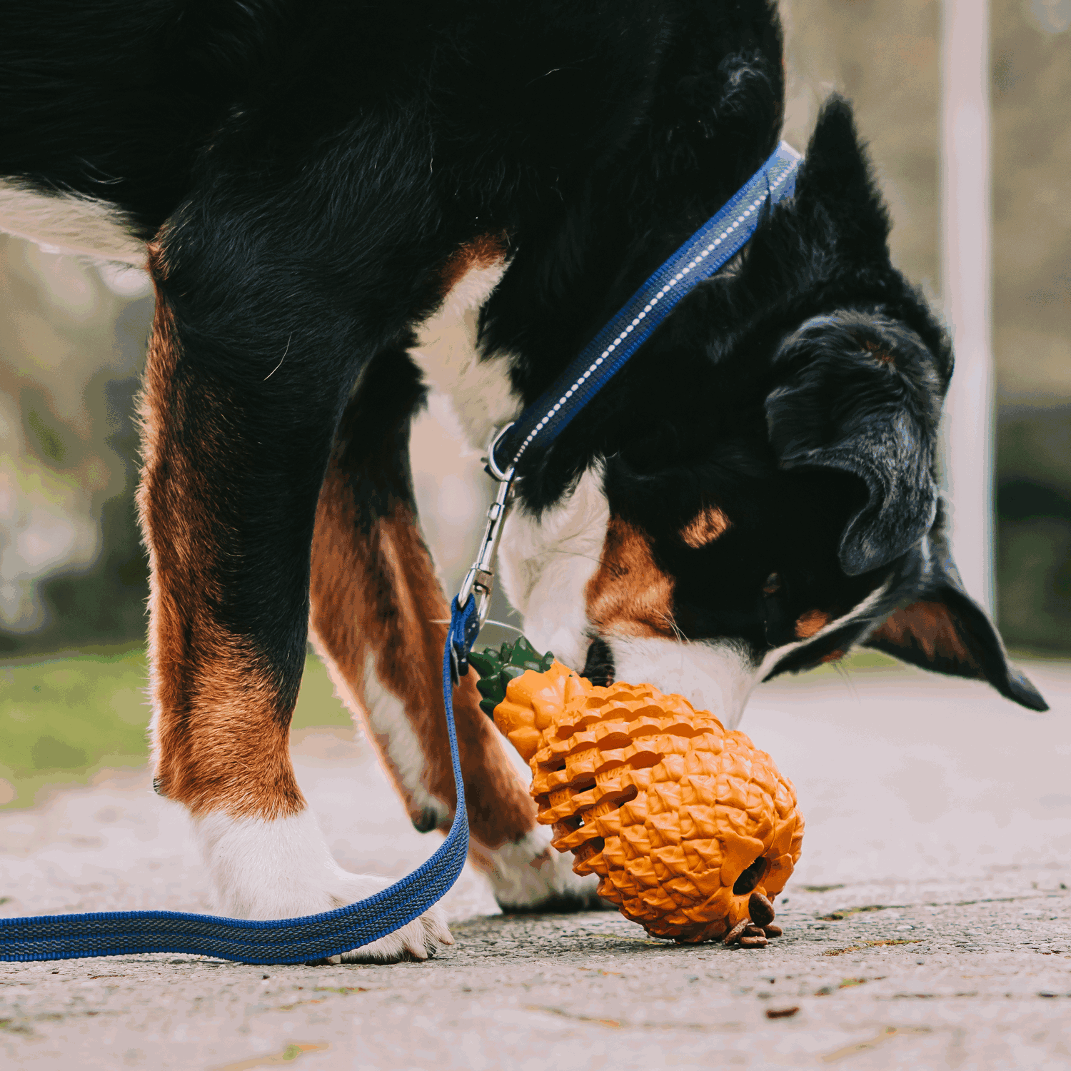 Hundespielzeug FRUIT CHALLENGE "Ananas" (L) | 5819900400_16.png | 1731103811