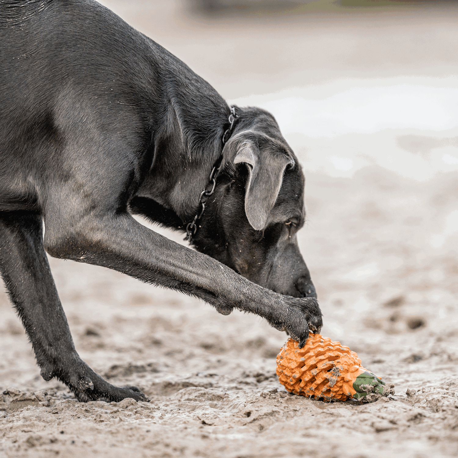 Hundespielzeug FRUIT CHALLENGE "Ananas" (L) | 5819900400_20.png | 1731103812