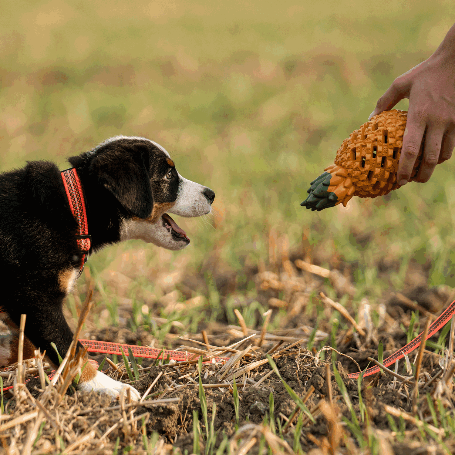 Hundespielzeug FRUIT CHALLENGE "Ananas" (L) | 5819900400_6.png | 1731103813