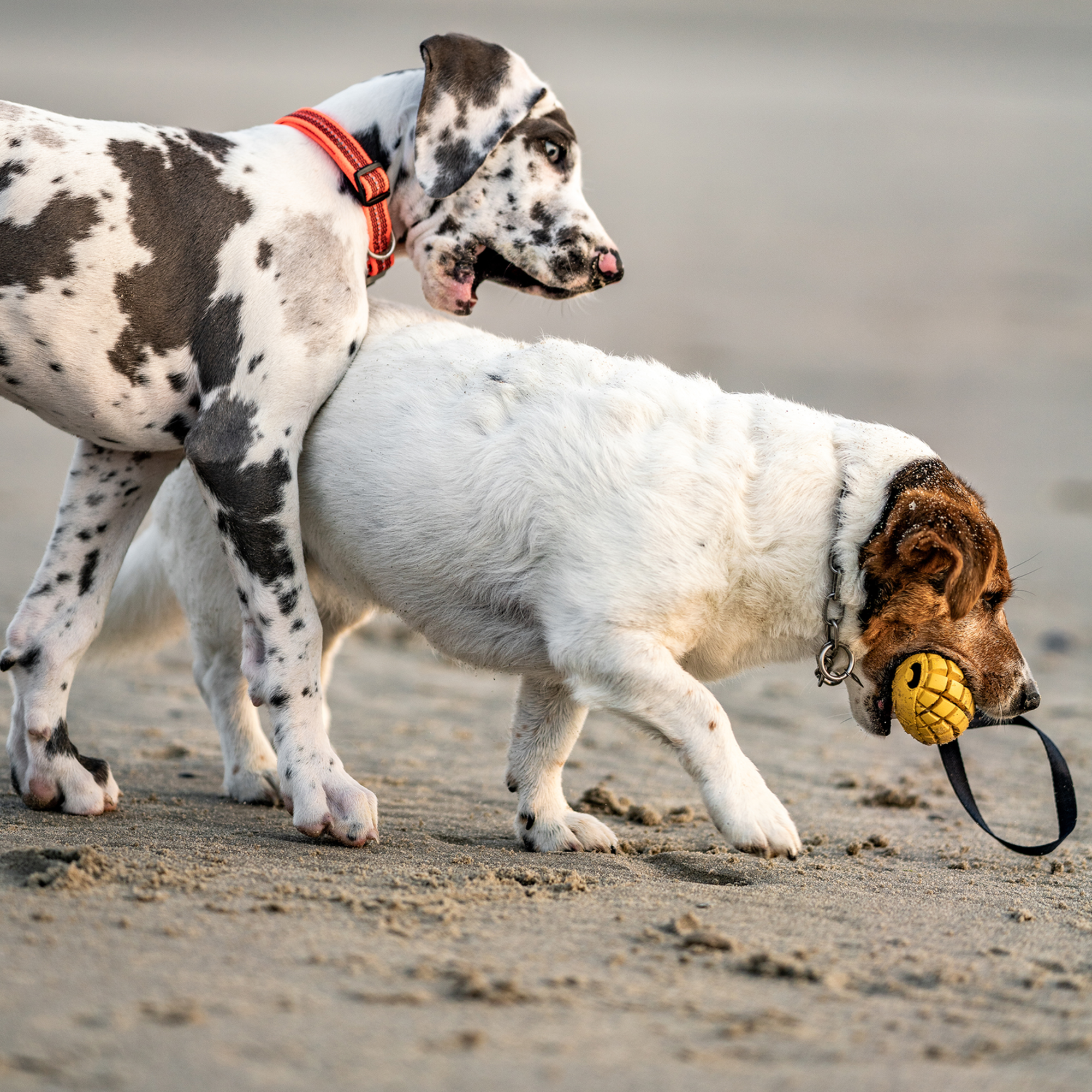 Hundespielzeug FRUIT CHALLENGE "Mango" | 5819902300_4.png