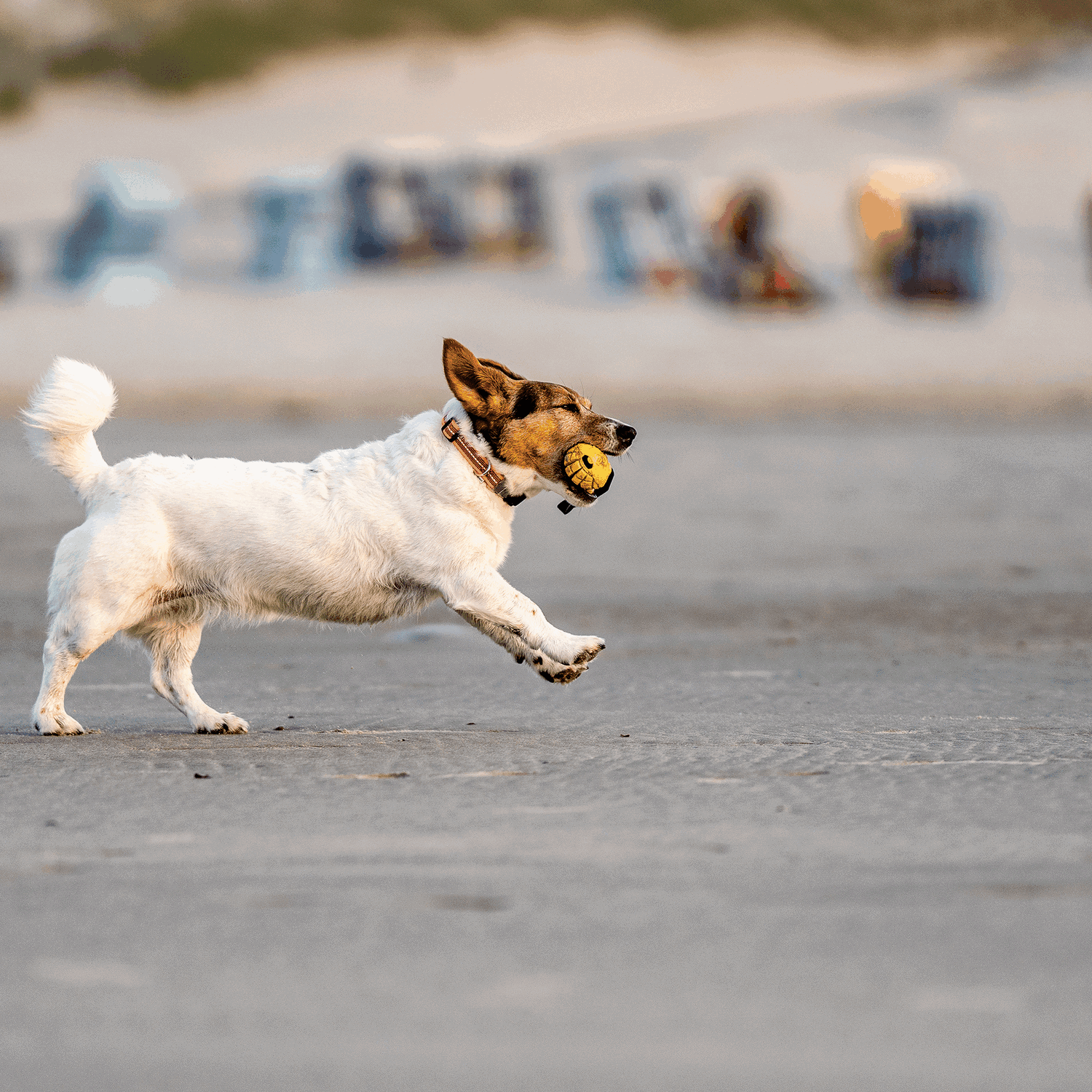 Hundespielzeug FRUIT CHALLENGE "Mango" | 5819902300_5.png | 1731103816