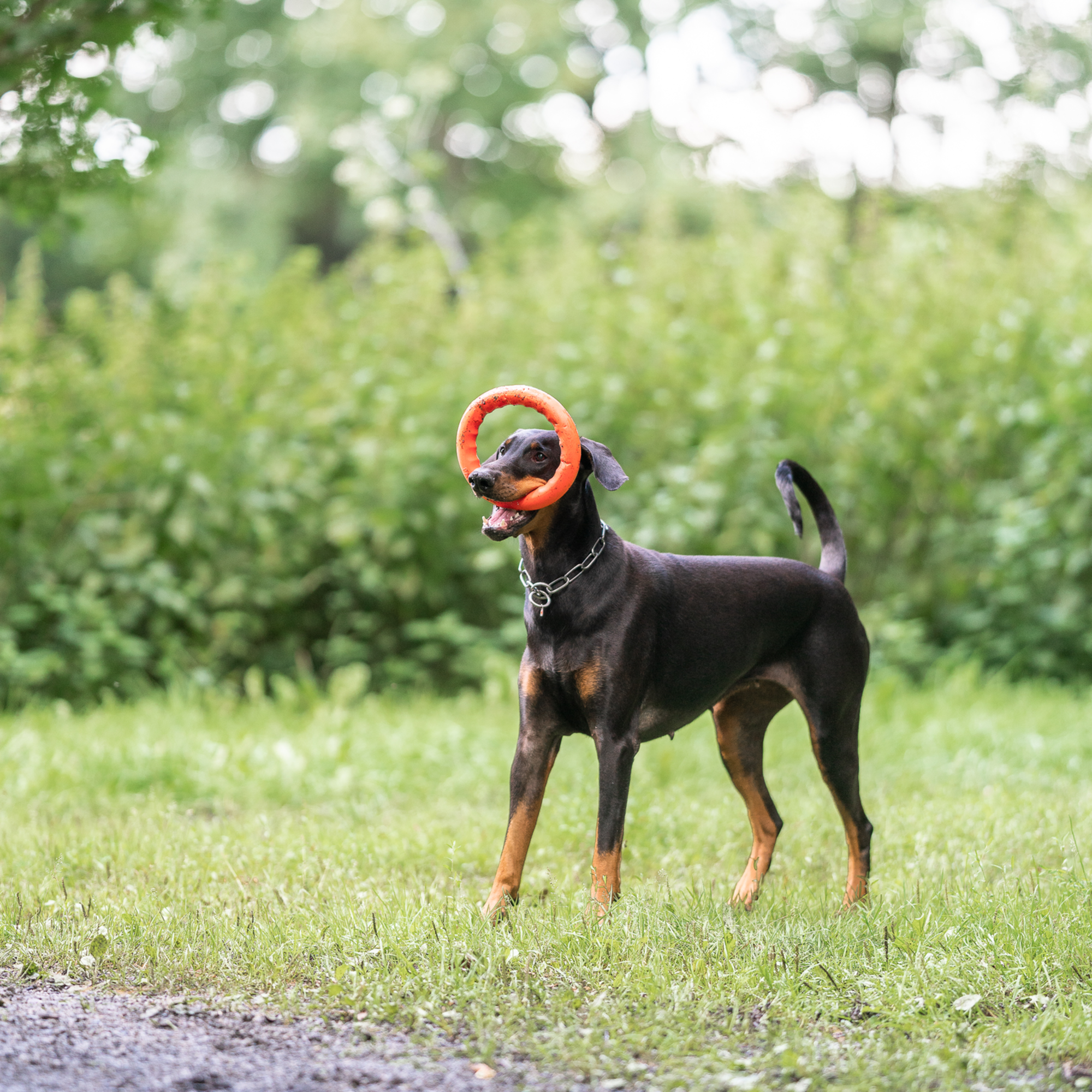 Wurfring | 5819910377_4.png