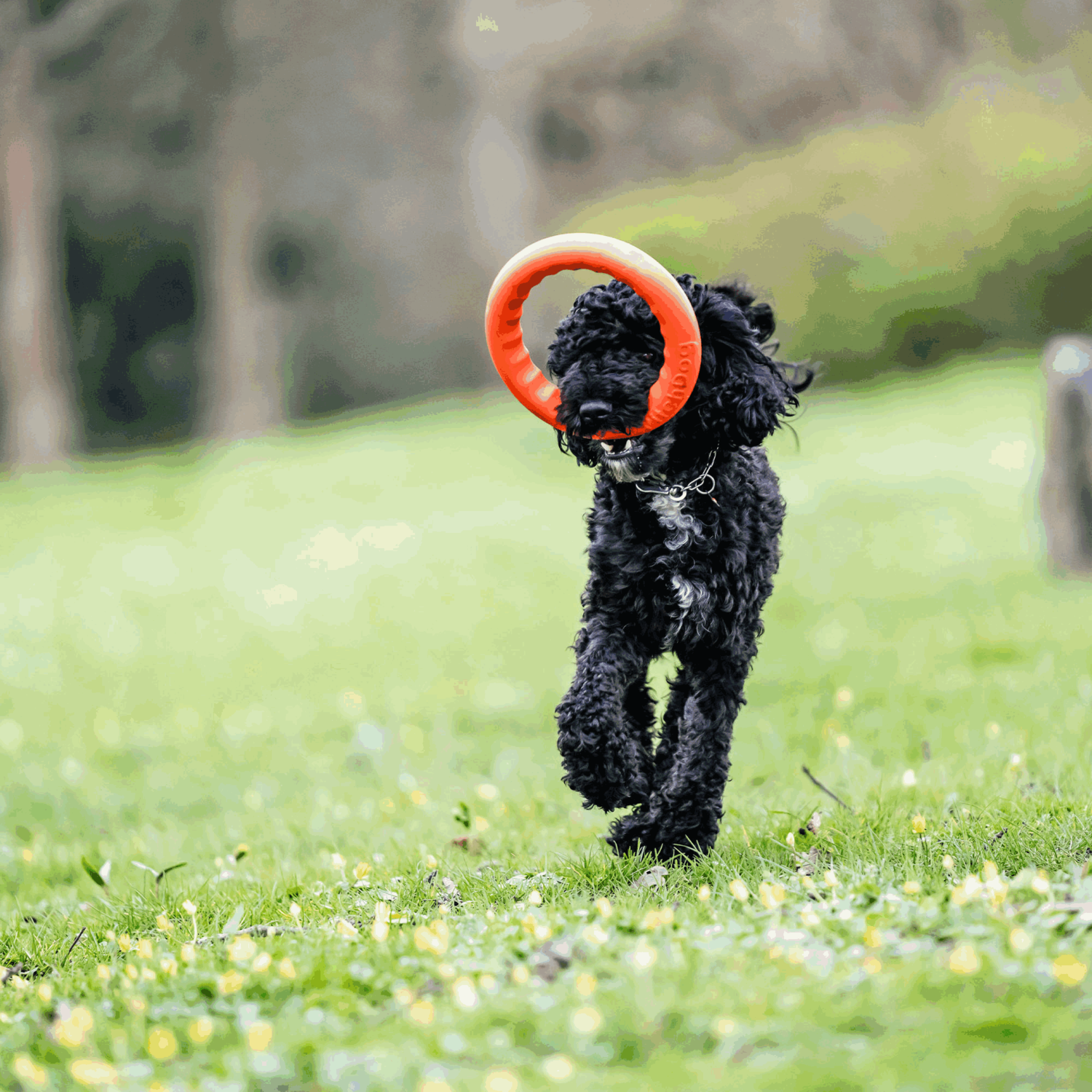 Wurfring | 5819910377_6.png | 1731103828