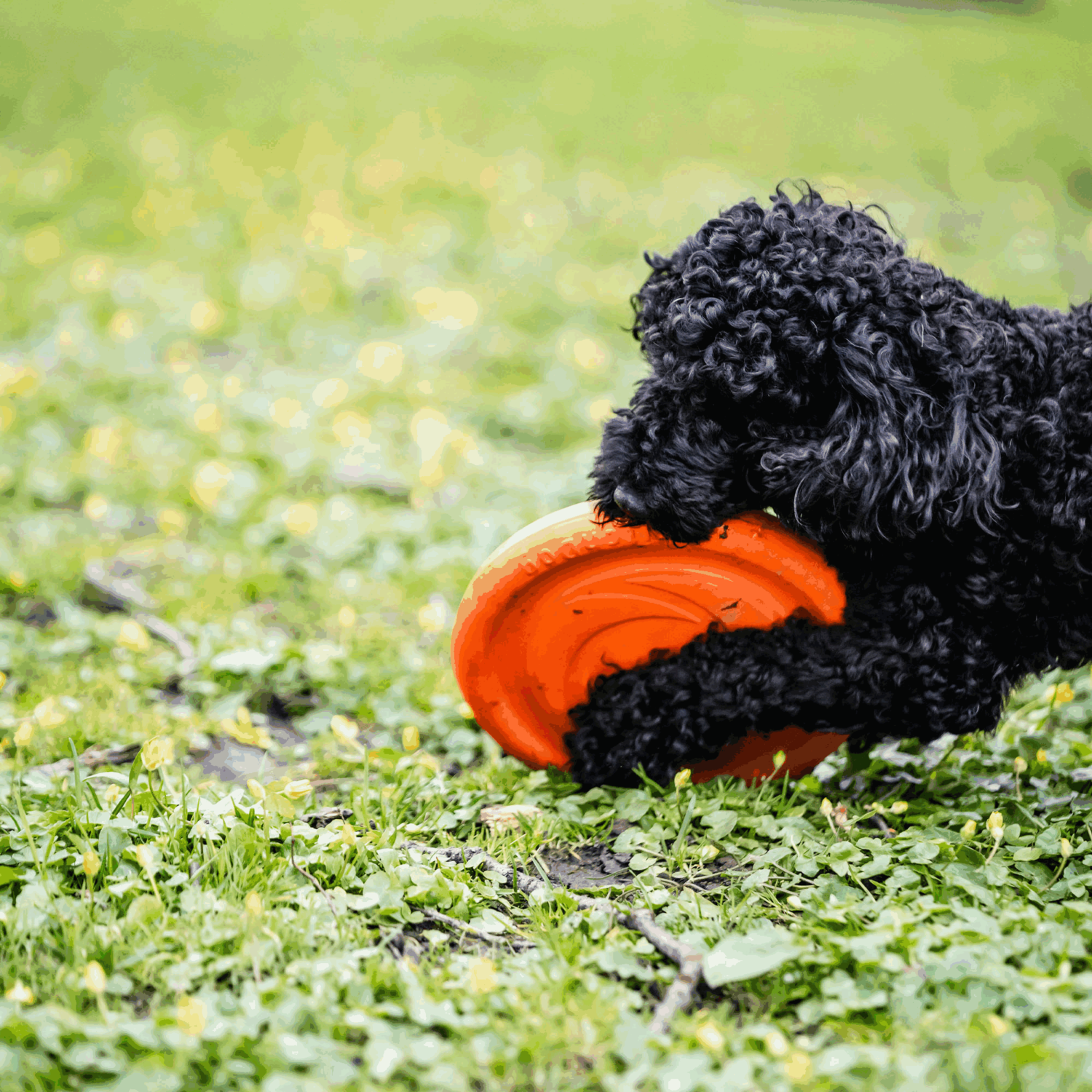 Hundespielzeug Frisbee | 5819912177_10.png