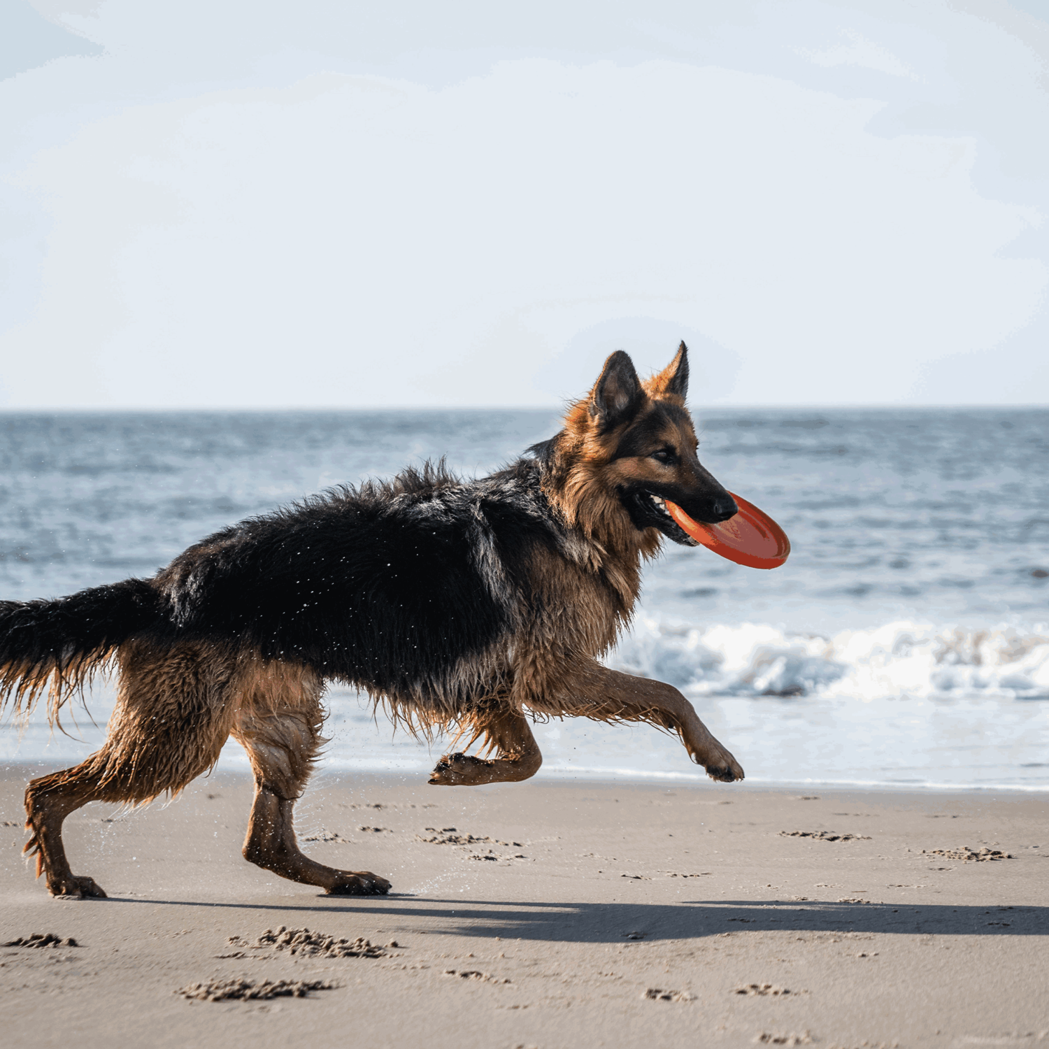 Hundespielzeug Frisbee | 5819912177_14.png | 1731103849