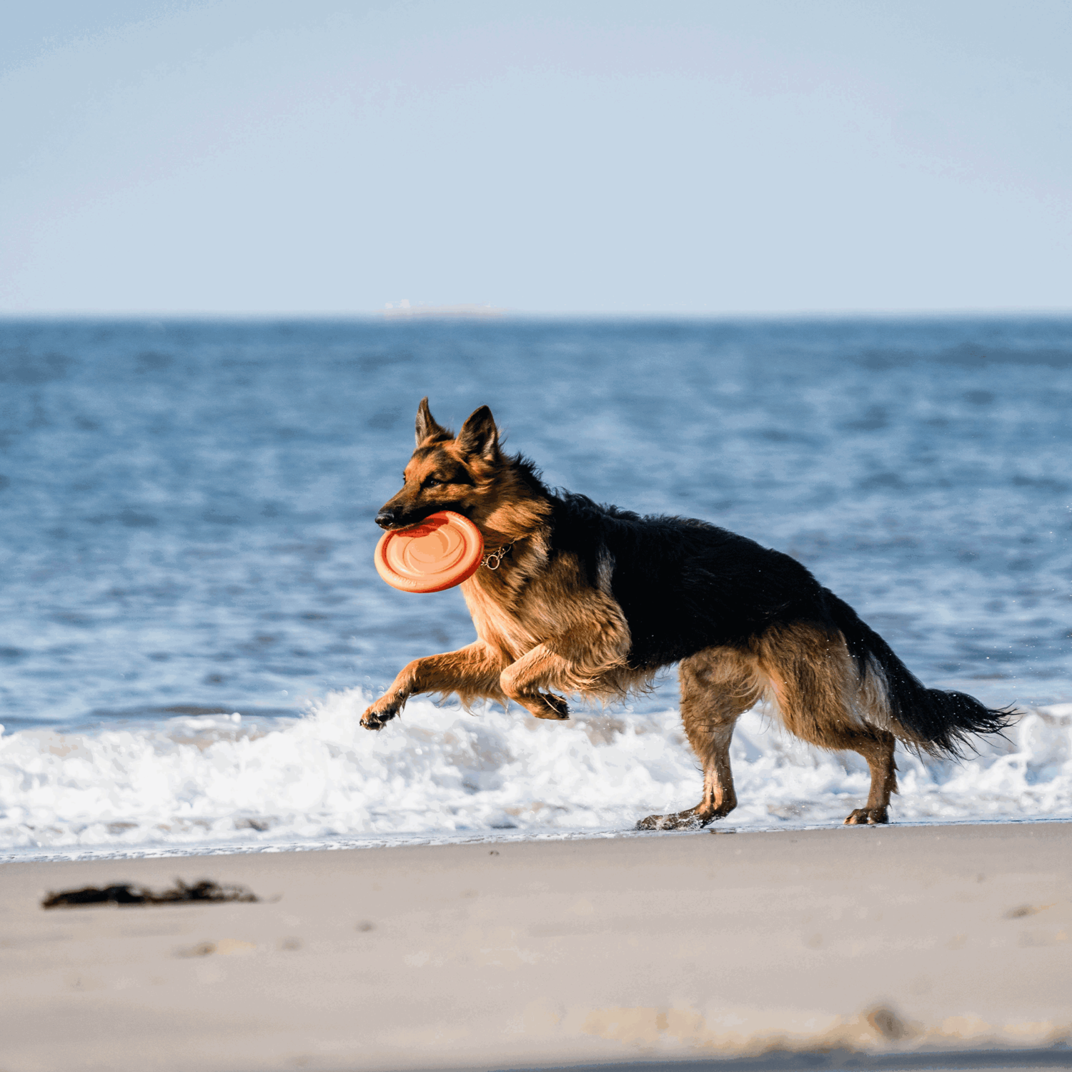 Hundespielzeug Frisbee | 5819912177_16.png