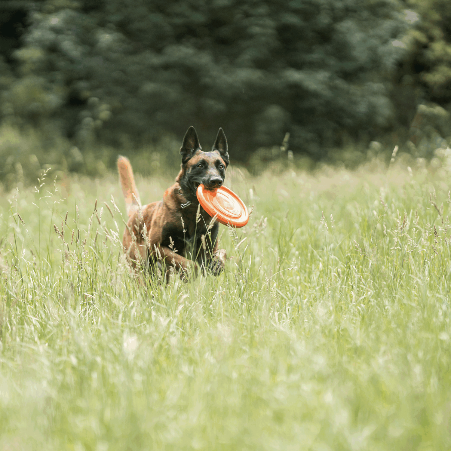 Hundespielzeug Frisbee | 5819912177_6.png