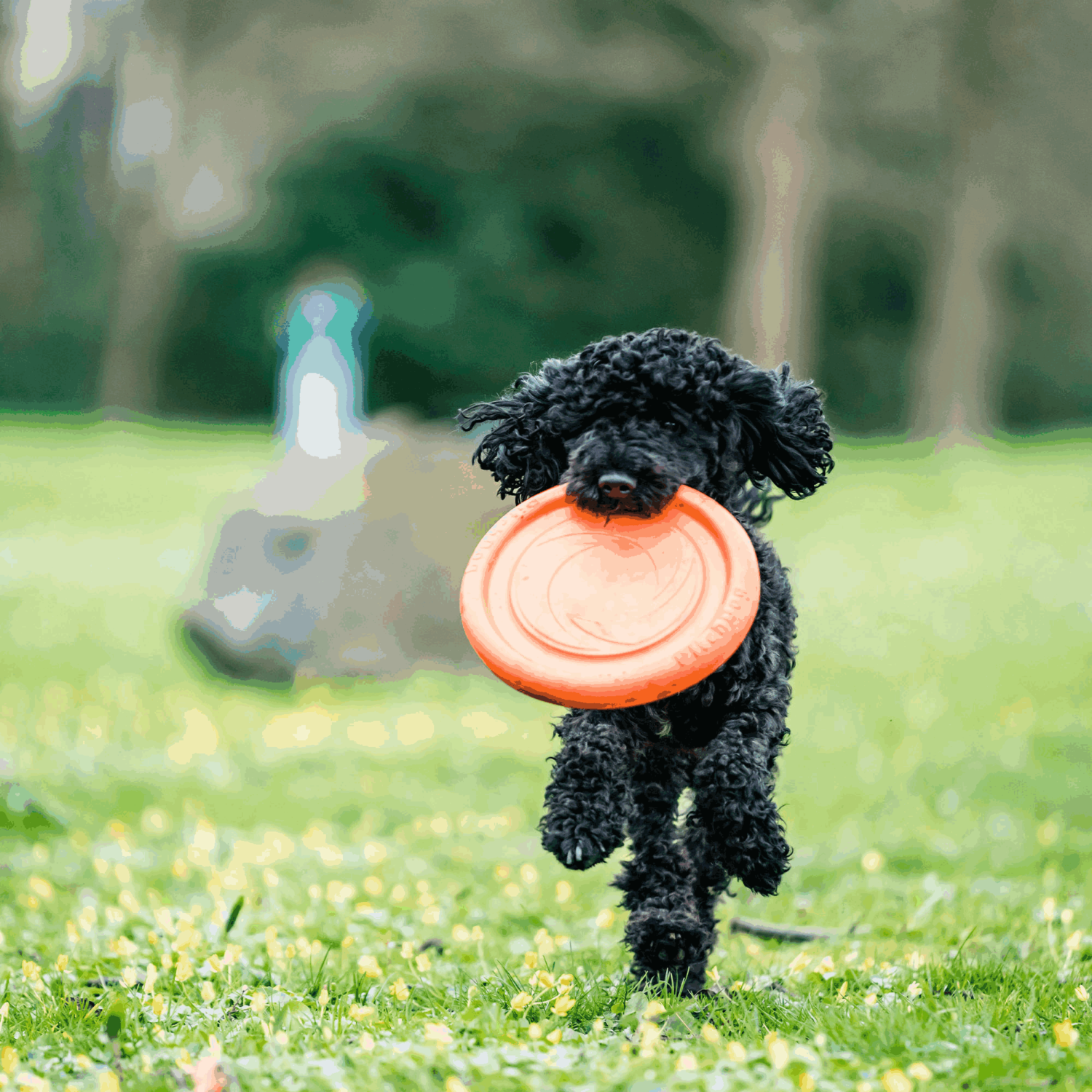 Hundespielzeug Frisbee | 5819912177_9.png