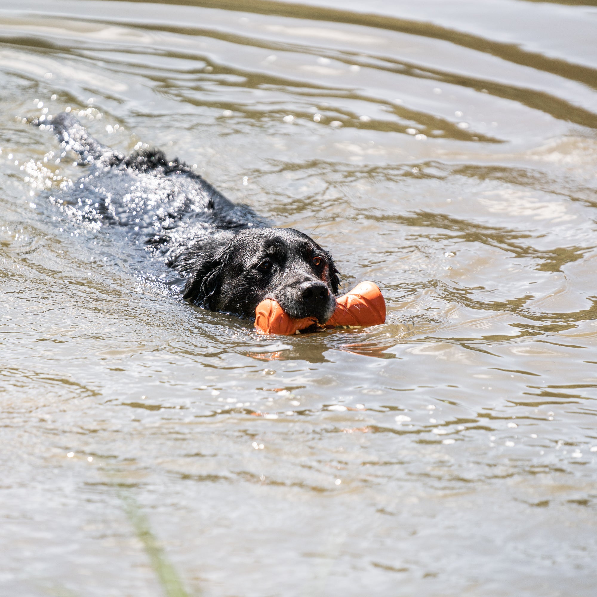 Hund mit Apportierhantel im Wasser schwimmend