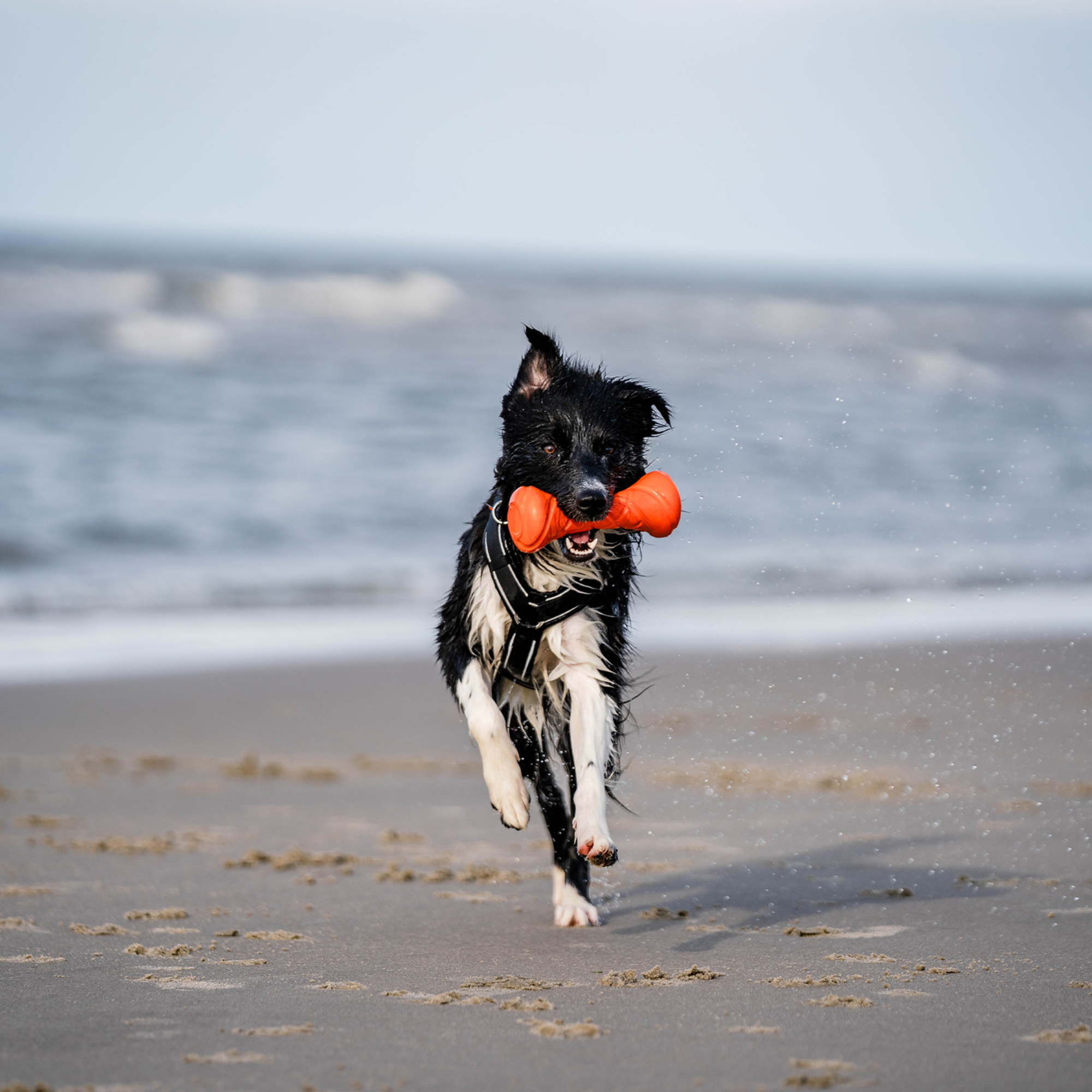 Hundespielzeug Apportierhantel | 5819913177_10.png