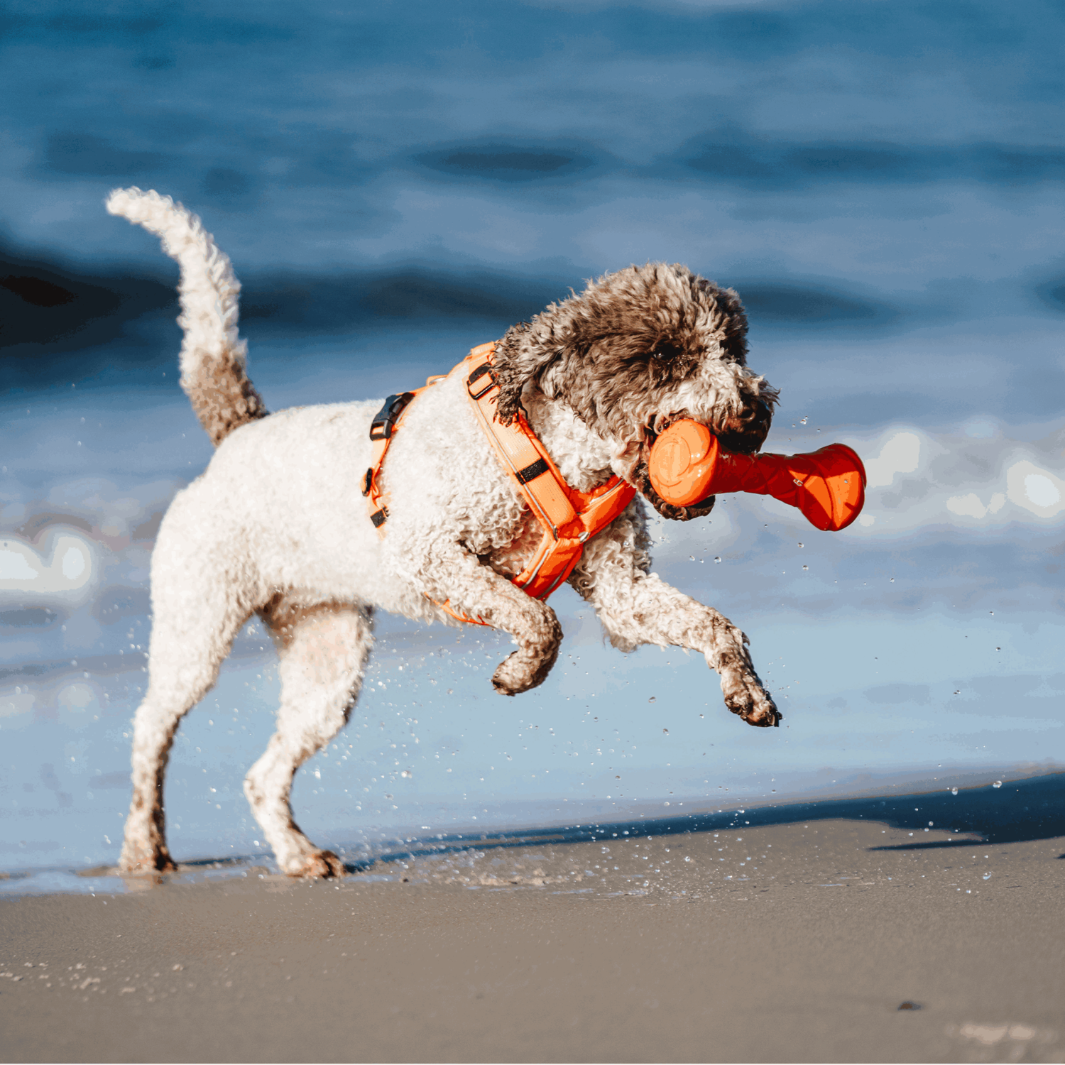 Hundespielzeug Apportierhantel | 5819913177_13.png | 1731103873