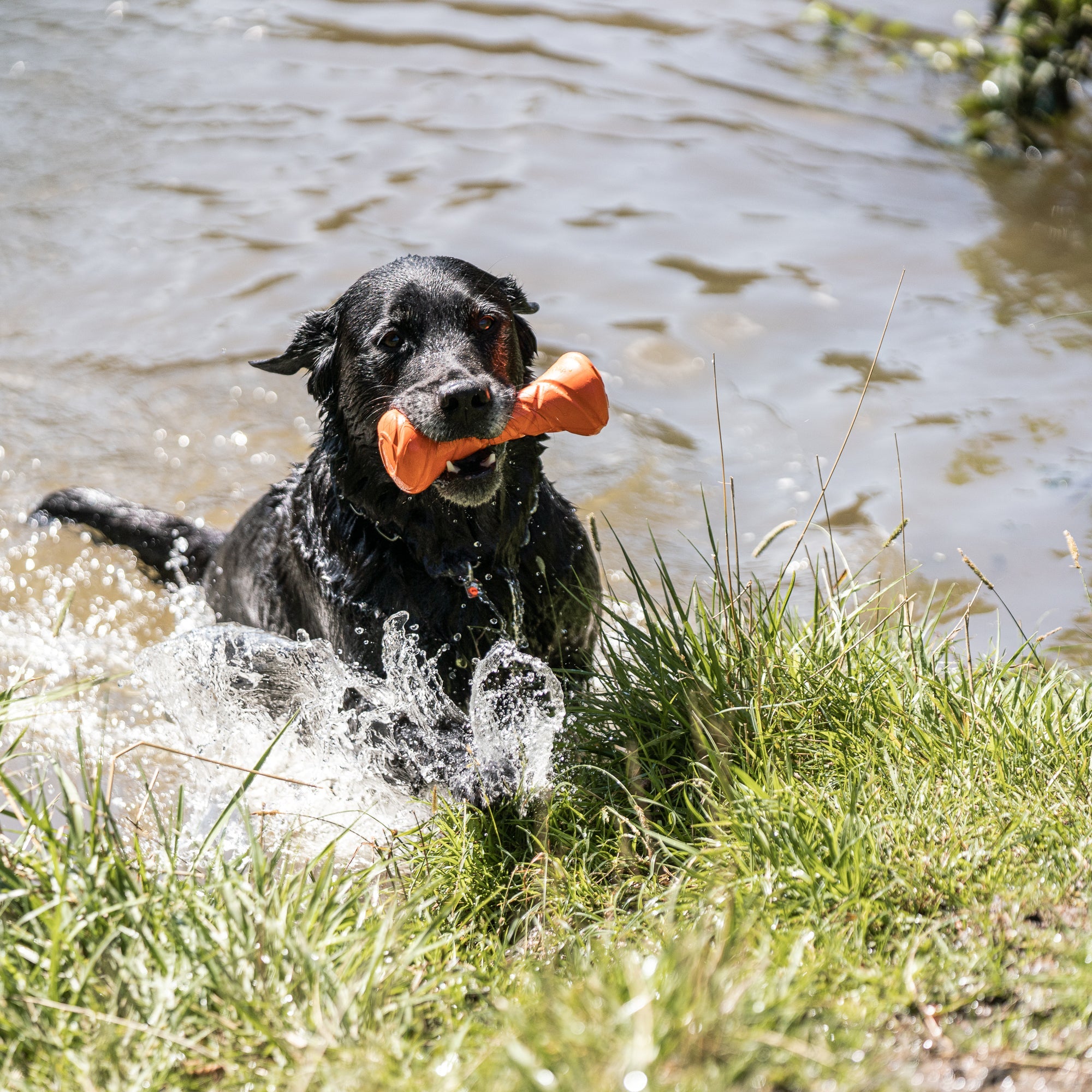 Hund mit Apportierhantel aus dem Wasser kommend