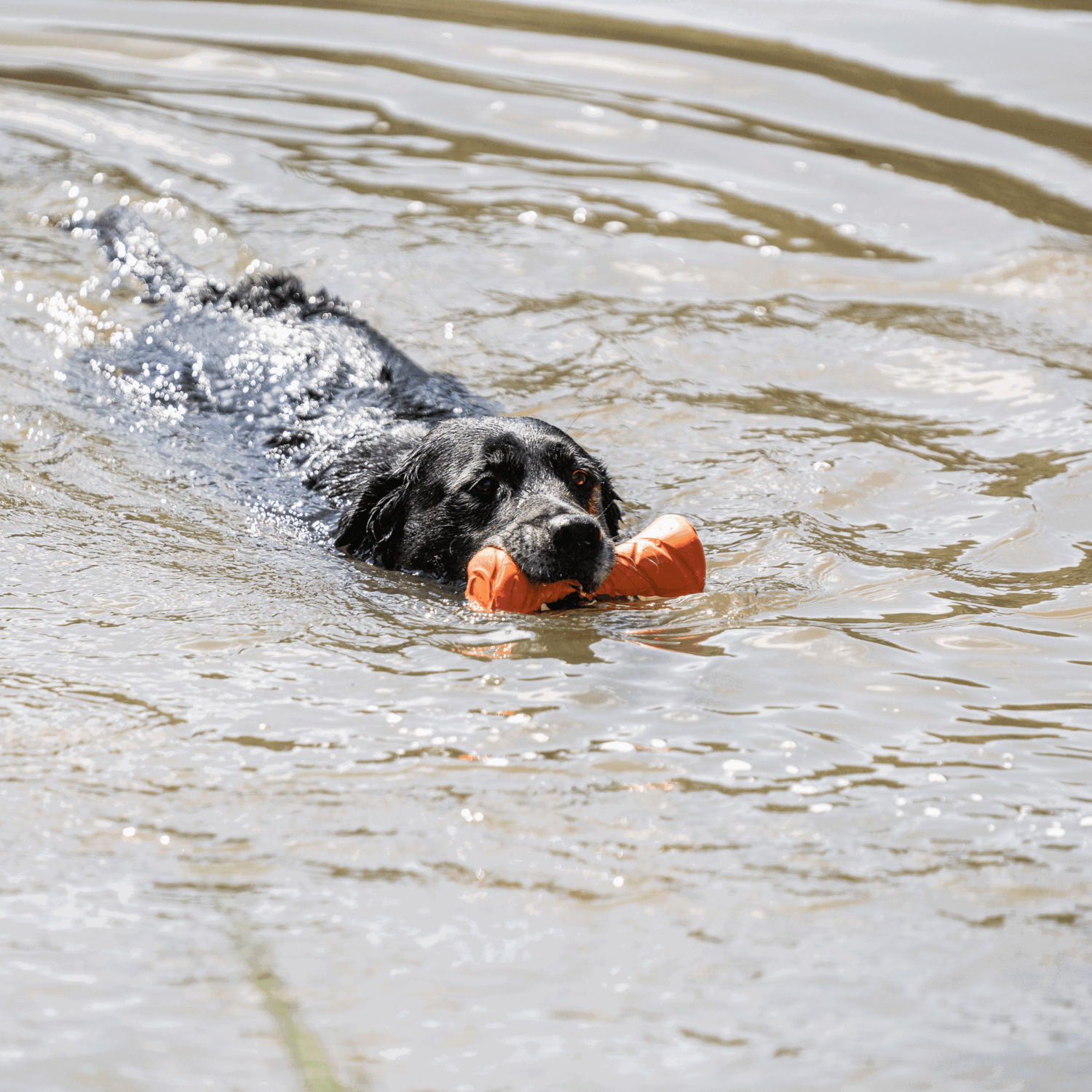 Hundespielzeug Apportierhantel | 5819913177_8.png | 1731103888