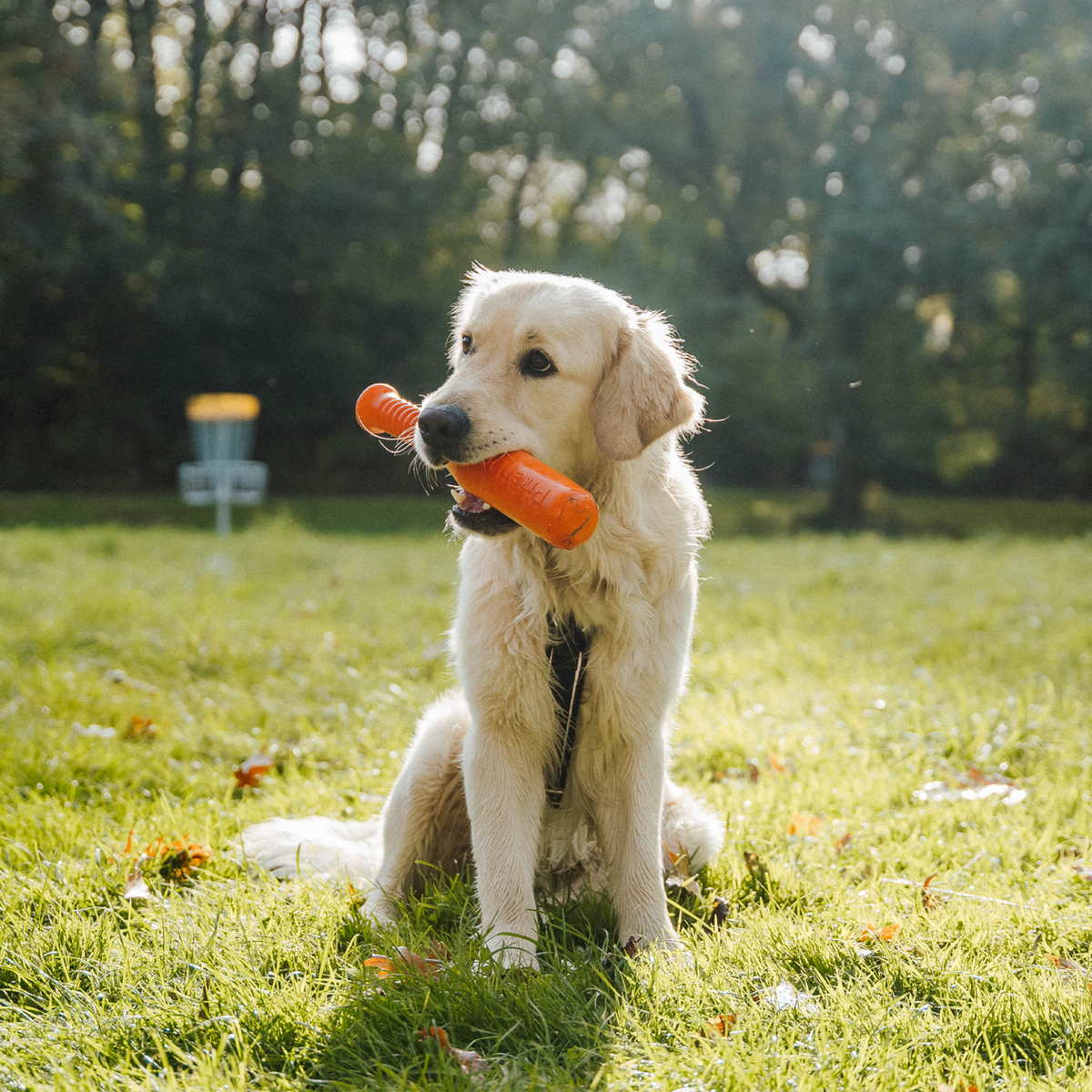 Hundespielzeug Softstick | 5819914177_2.png