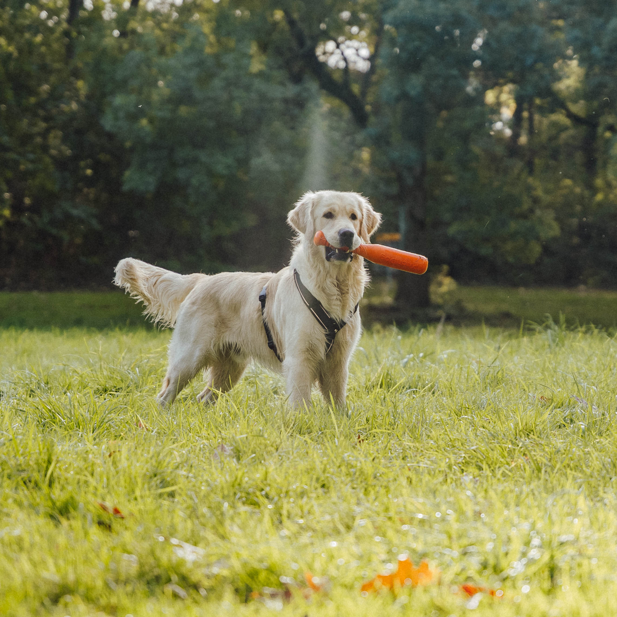 Hundespielzeug Softstick | 5819914177_3.png