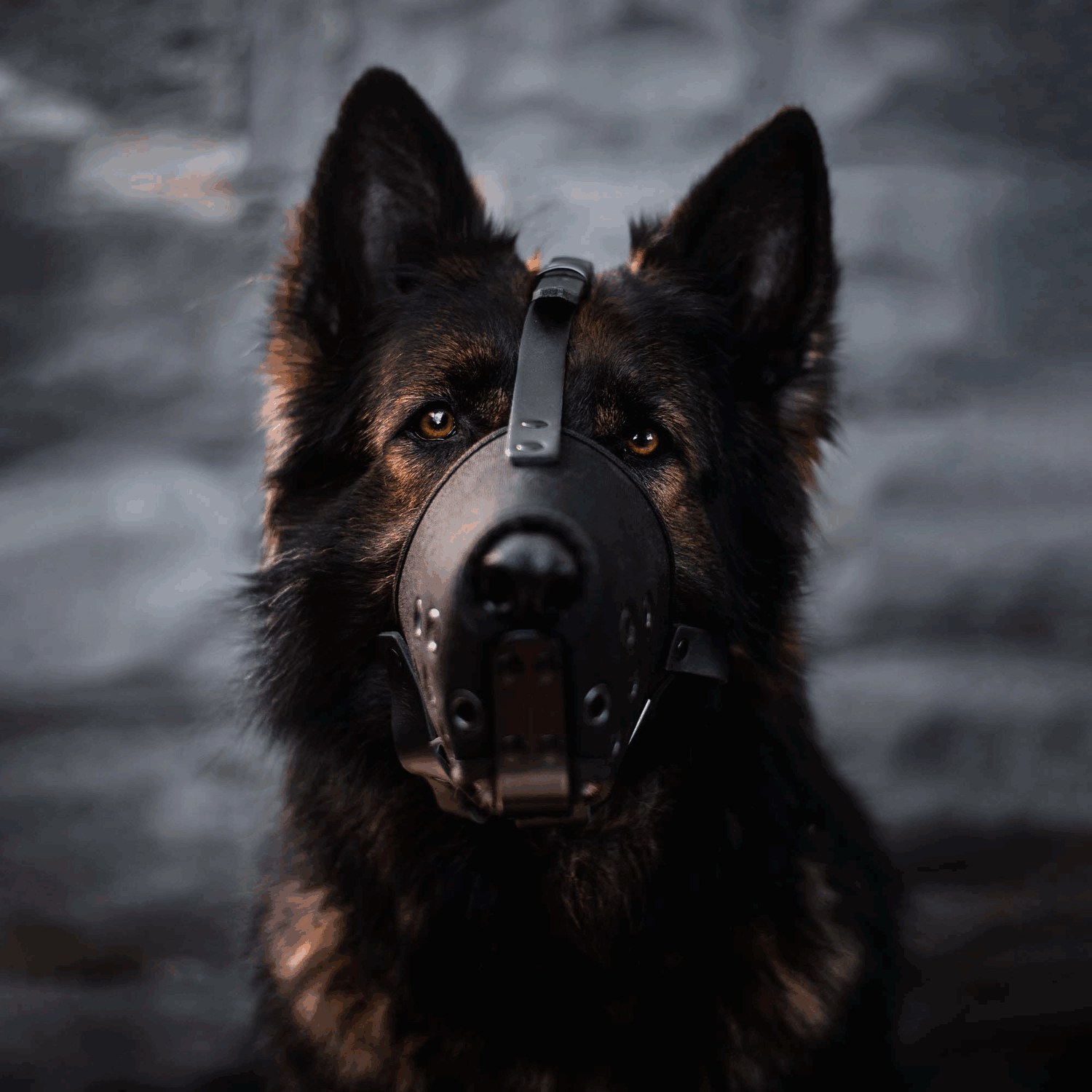 Maulkorb Cordura | 58201-mood4.png | 1731102205