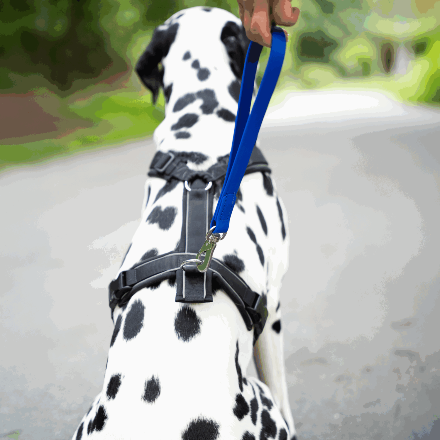 BioThane® Kurzführer | 5911203076_06.png