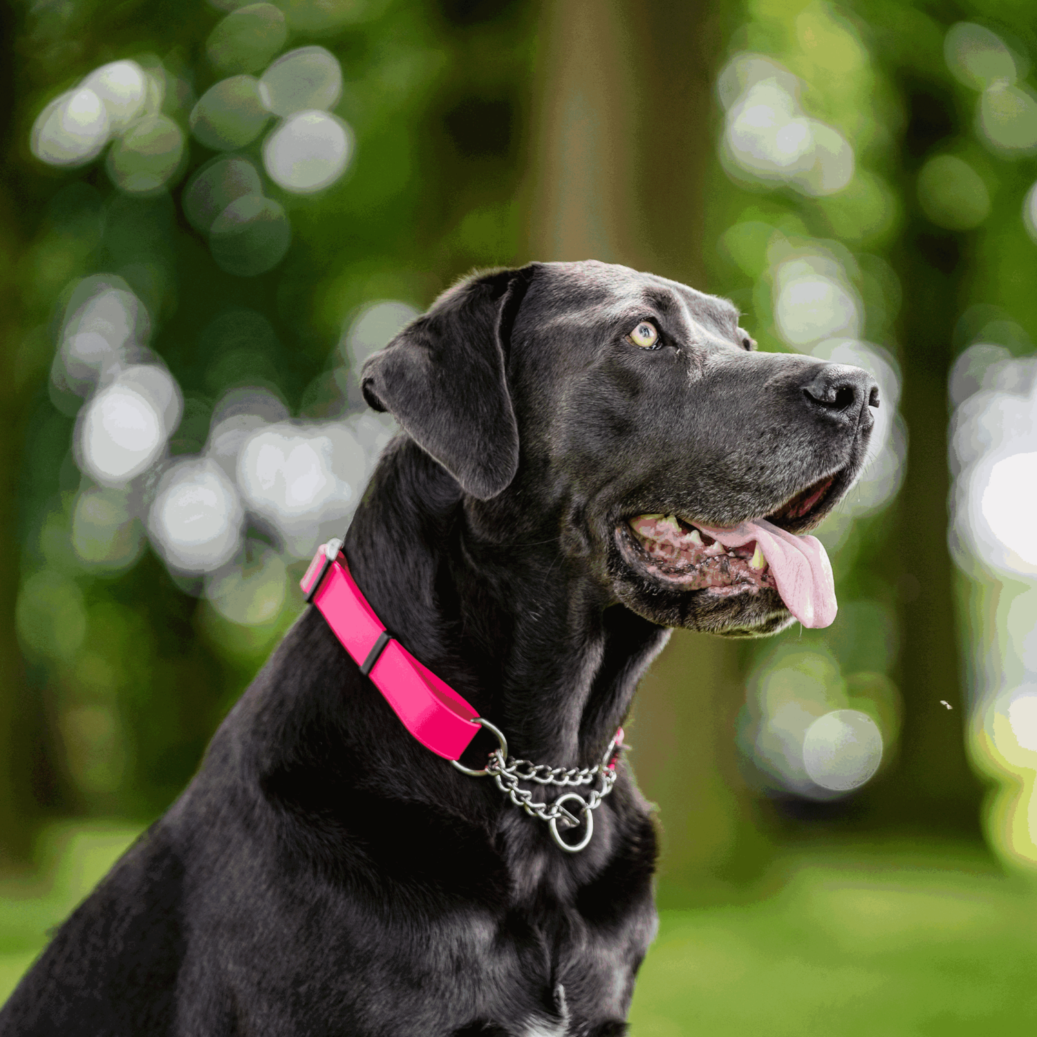 BioThane® Adjustable Halsband mit Durchzugskette 40 65cm | 5921000170_03.png | 1731102724