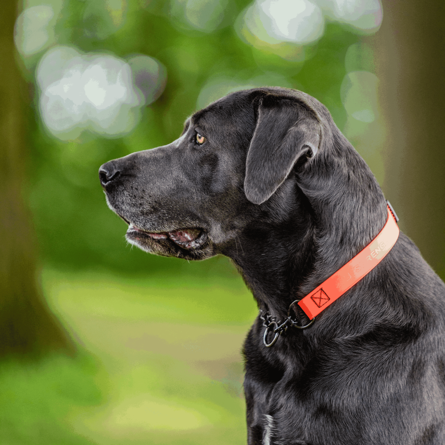 BioThane® Adjustable Halsband mit Durchzugskette 40 65cm | 5921000177_03.png | 1731102793