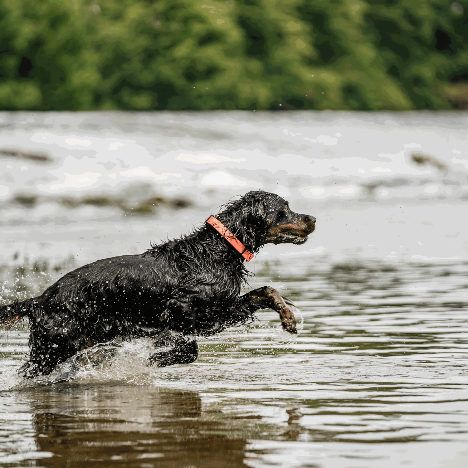 BioThane® Adjustable Halsband mit Durchzugskette 40 65cm | 5921000177_07.png | 1731102799