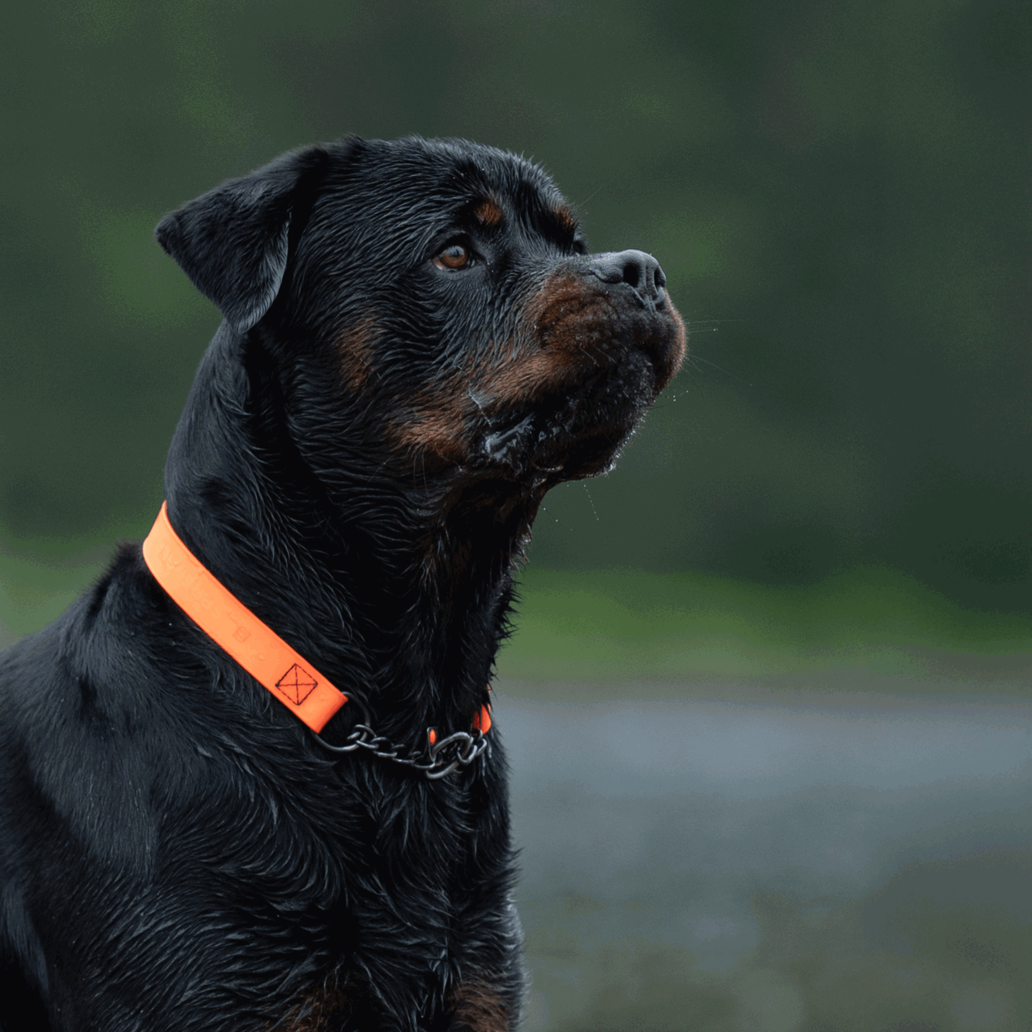 BioThane® Adjustable Halsband mit Durchzugskette 40 65cm | 5921000177_09.png