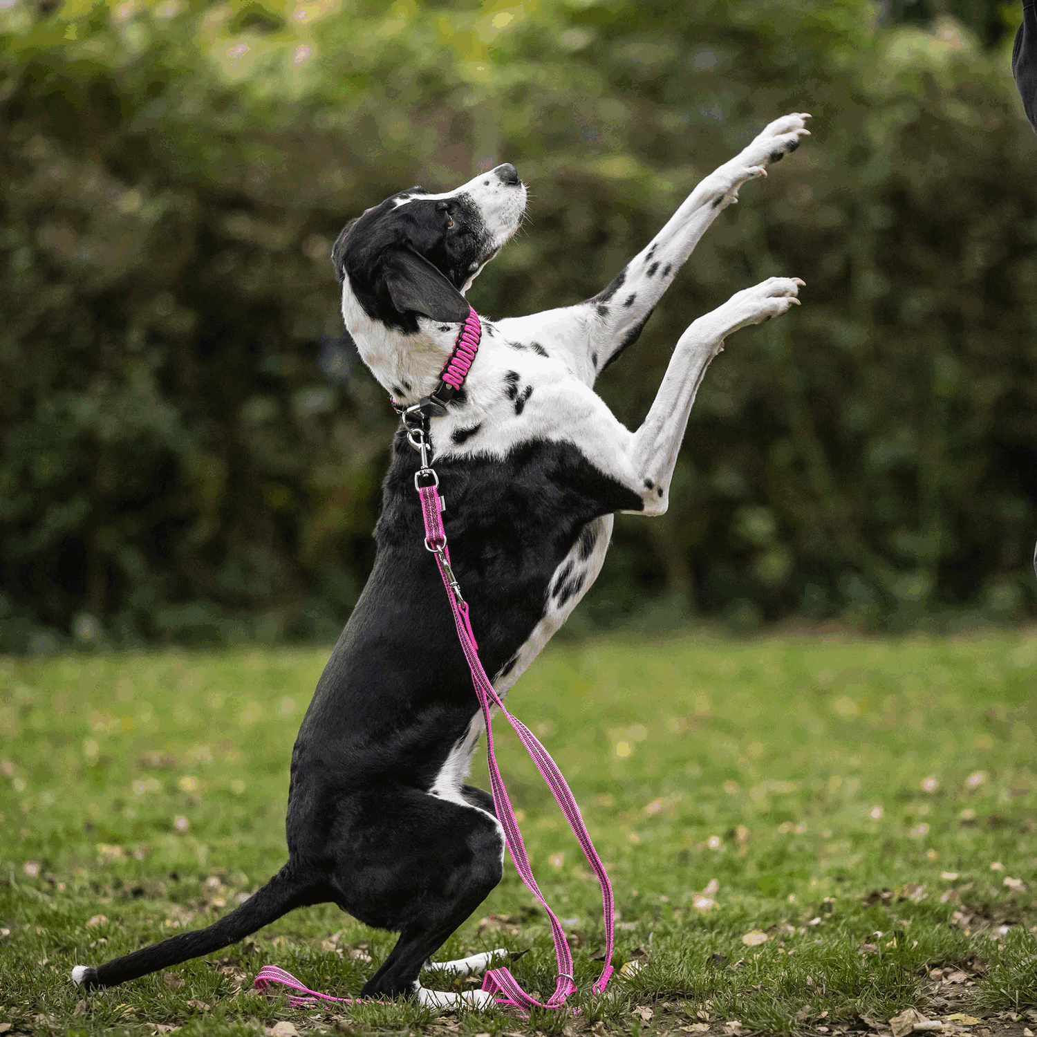 Gummierte Leine 3 fach verstellbar | 5923023070_7.png