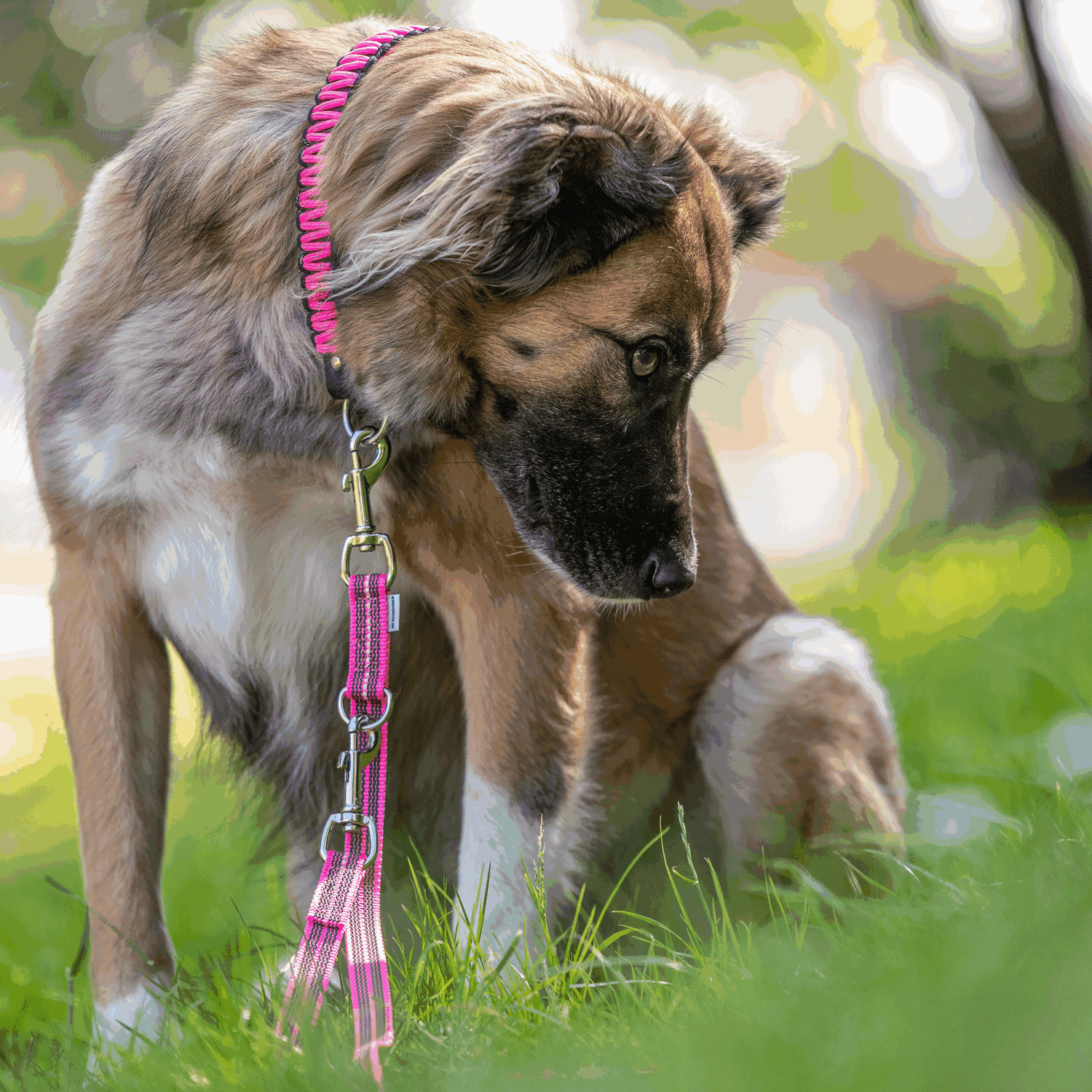 Gummierte Leine 3 fach verstellbar | 5923023070_9.png