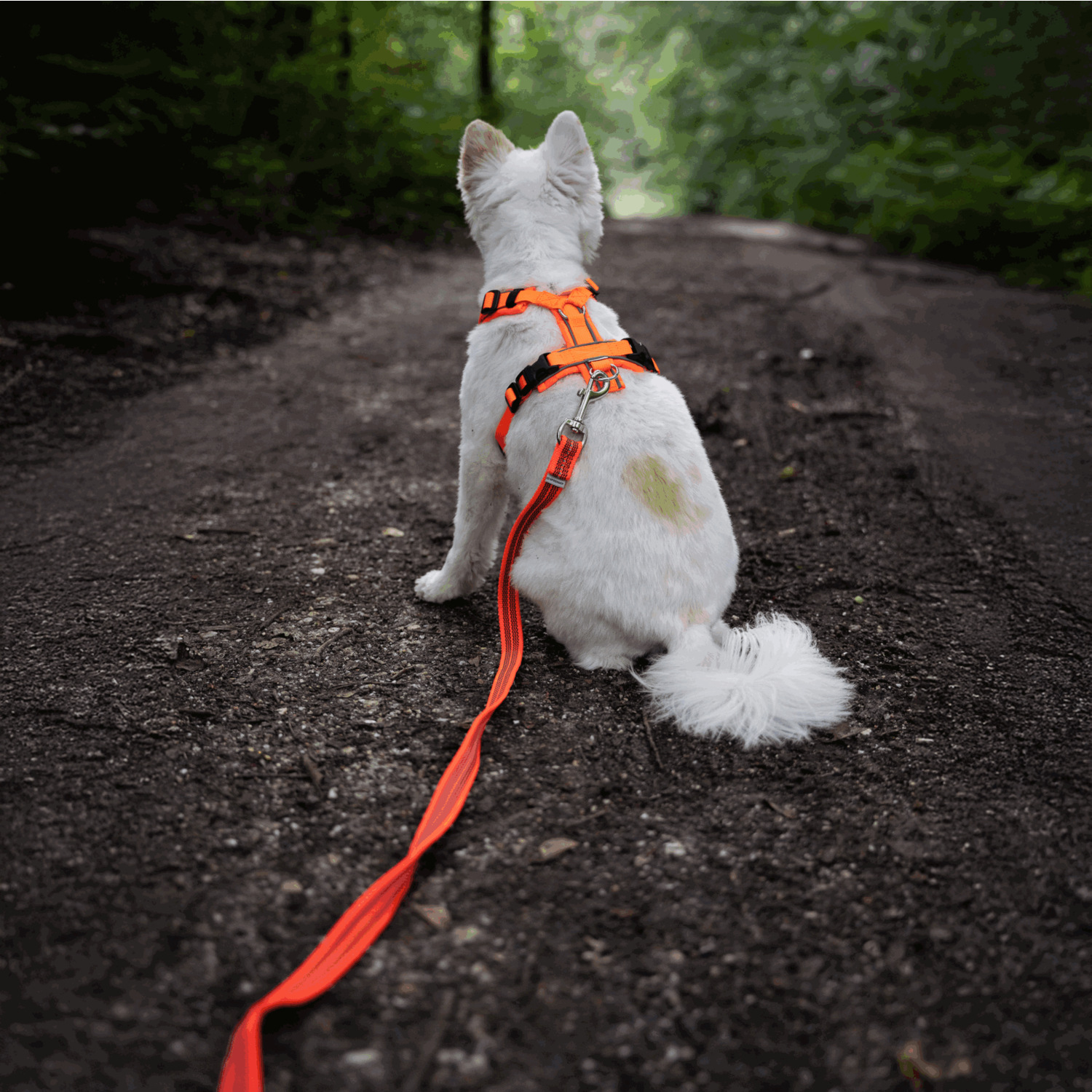Gummierte Schleppleine mit Handschlaufe | 5923050177_19.png