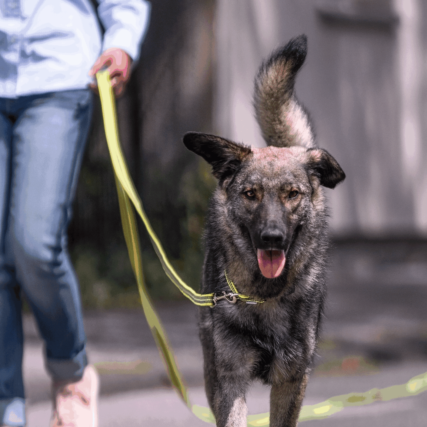Gummierte Schleppleine mit Handschlaufe | 5923050181_10.png | 1731102521