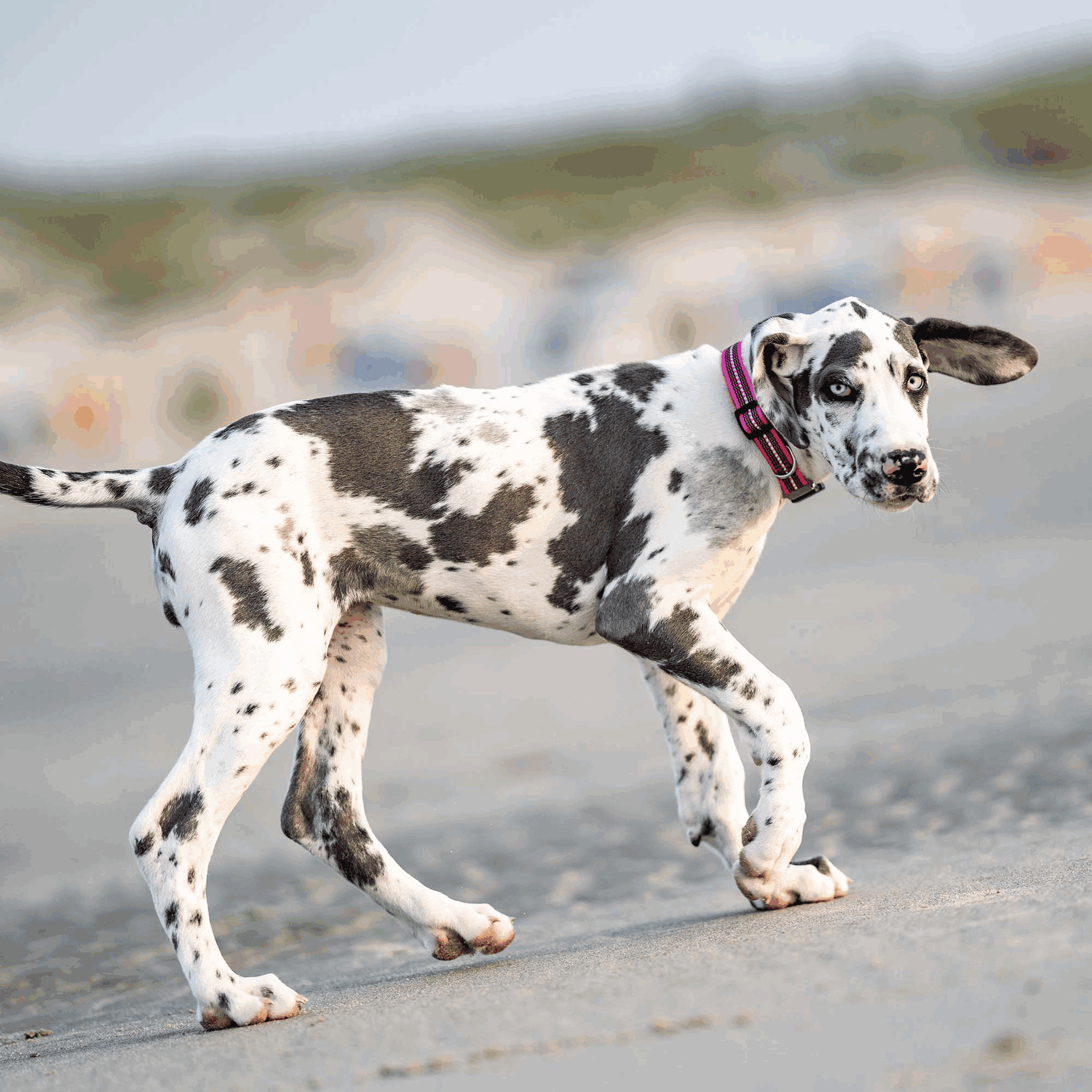 Verstellbares Hundehalsband reflektierend | 59440-70_2.png | 1731102536