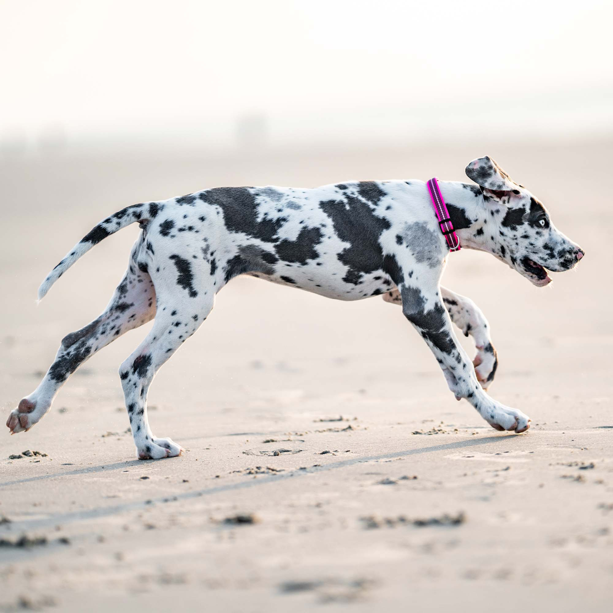 Verstellbares Hundehalsband reflektierend | 59440-70_3.png