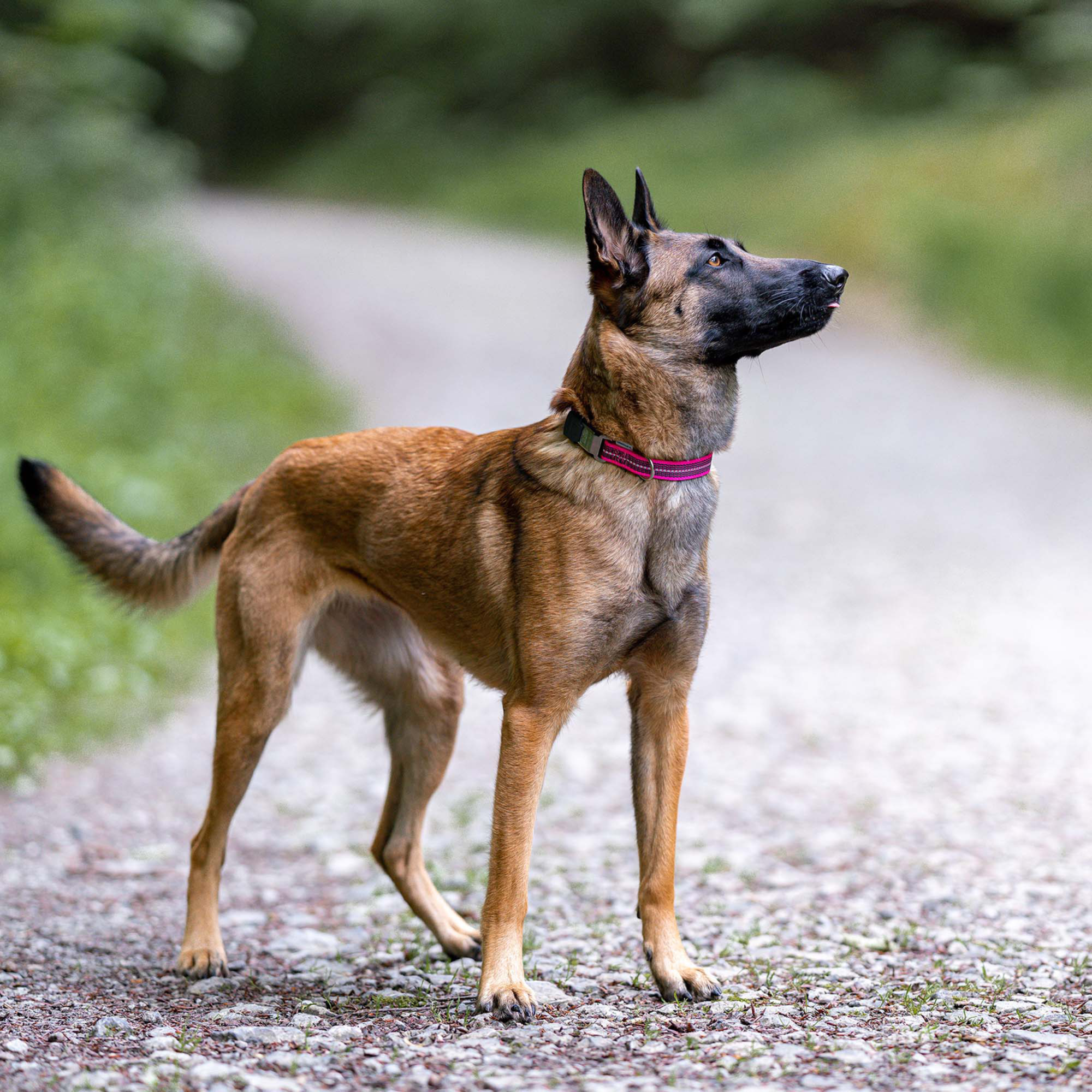 Verstellbares Hundehalsband reflektierend | 59440-70_6.png