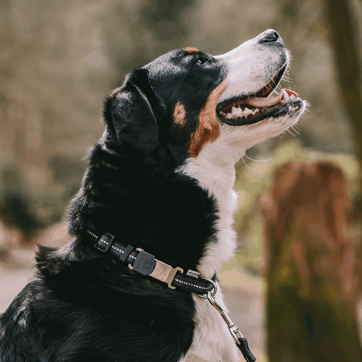 Verstellbares Hundehalsband reflektierend | 59440-71_5.png | 1731102539