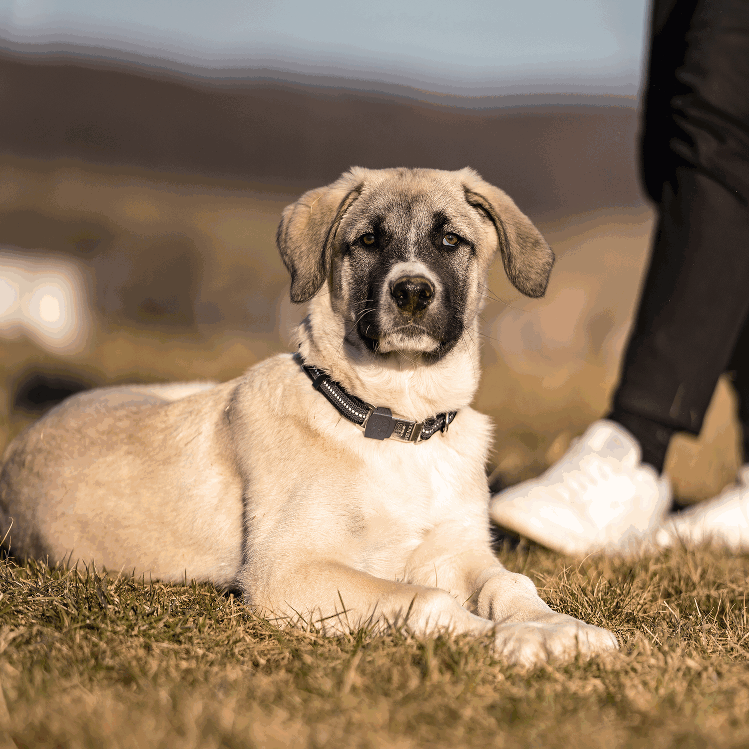 Verstellbares Hundehalsband reflektierend | 59440-71_7.png | 1731102539