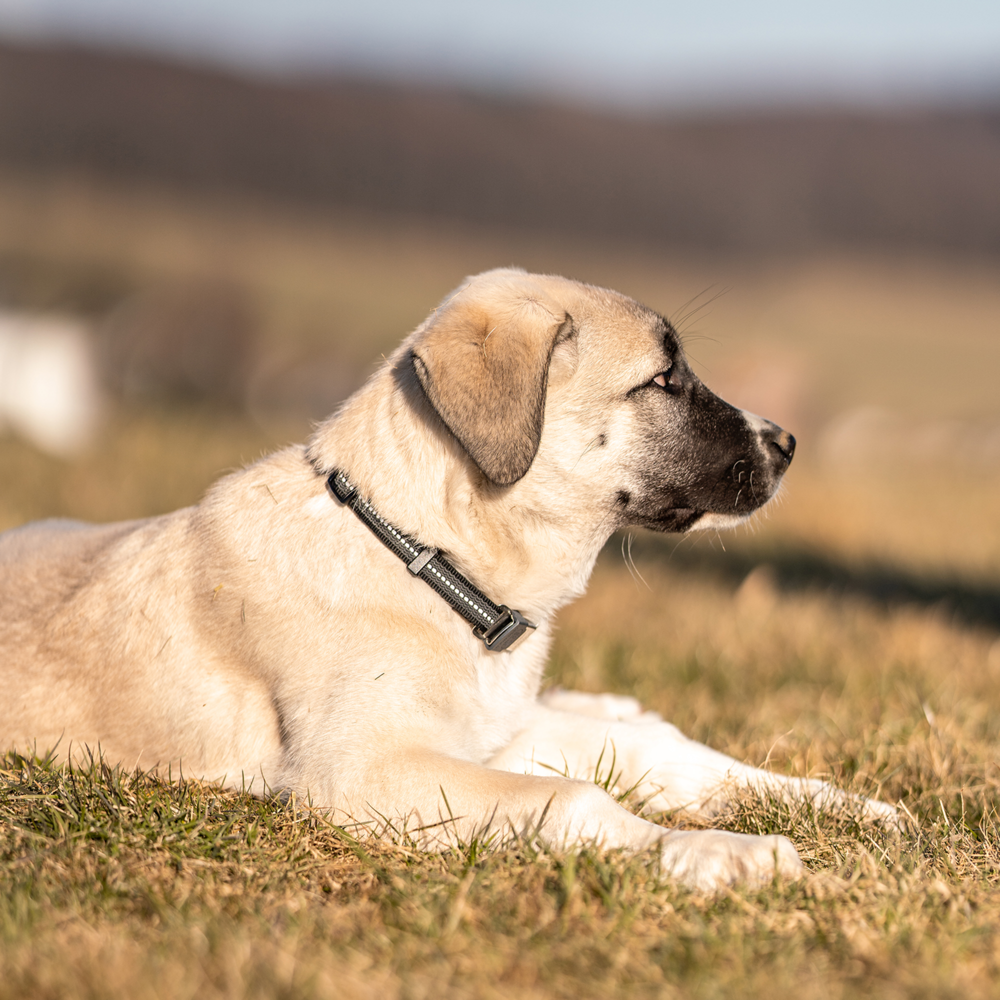 Verstellbares Hundehalsband reflektierend | 59440-71_8.png