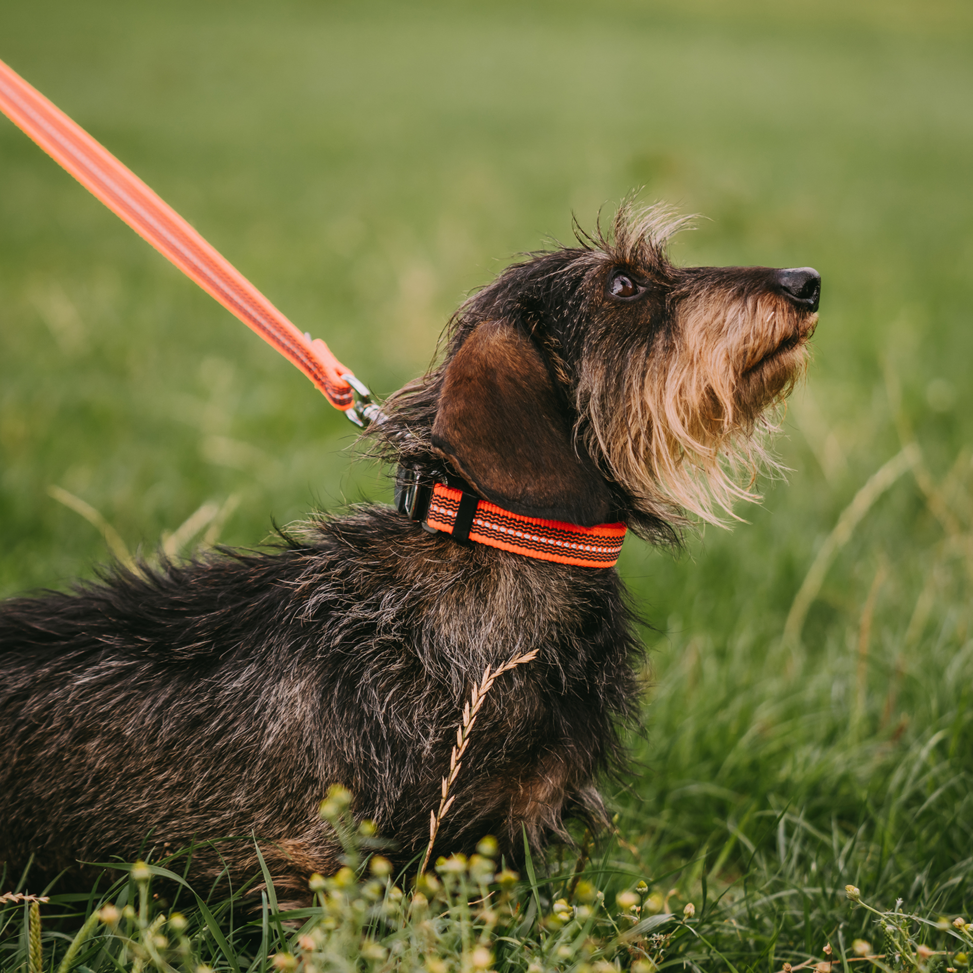 Verstellbares Hundehalsband reflektierend | 59440-77_2.png
