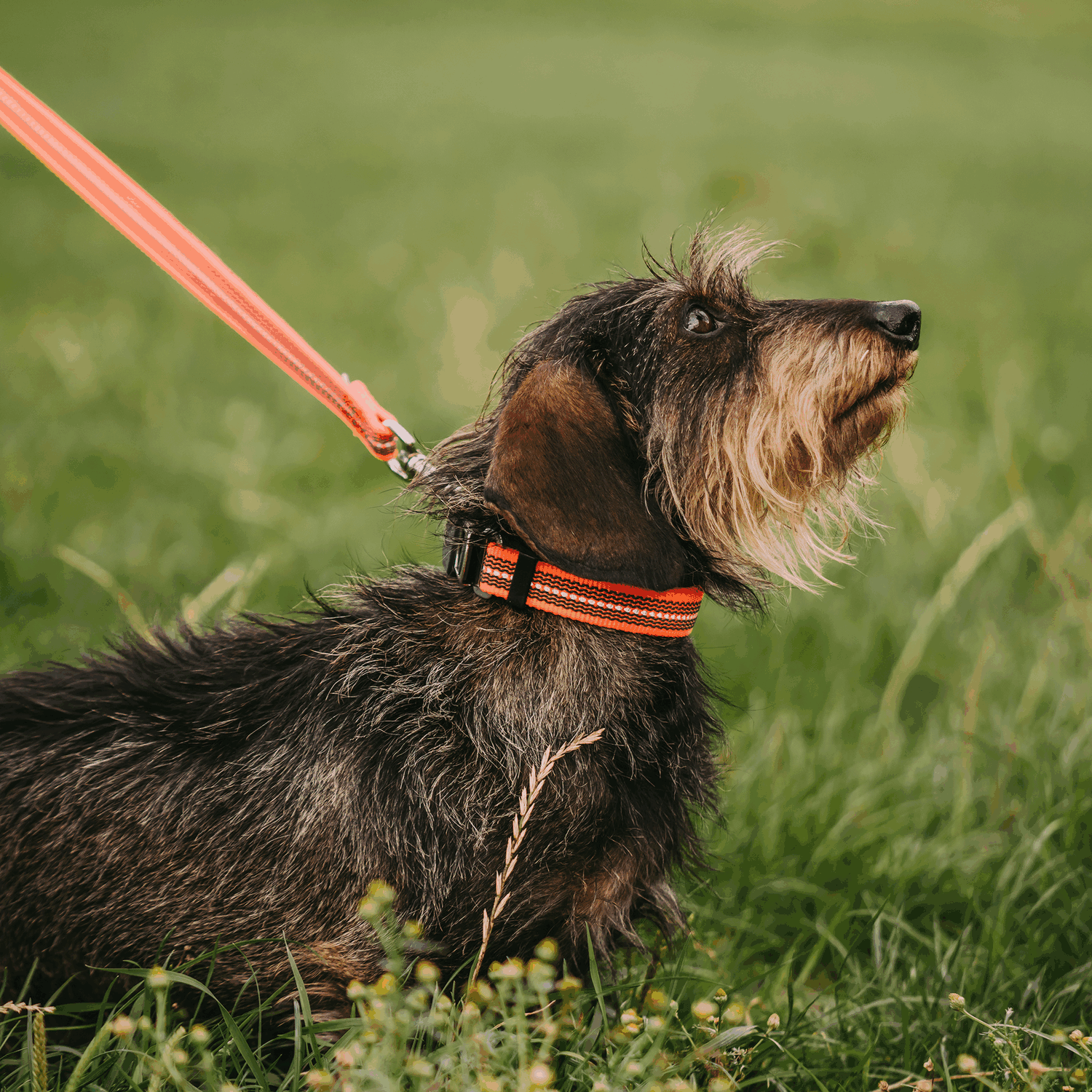 Verstellbares Hundehalsband reflektierend | 59440-77_2.png | 1731102544