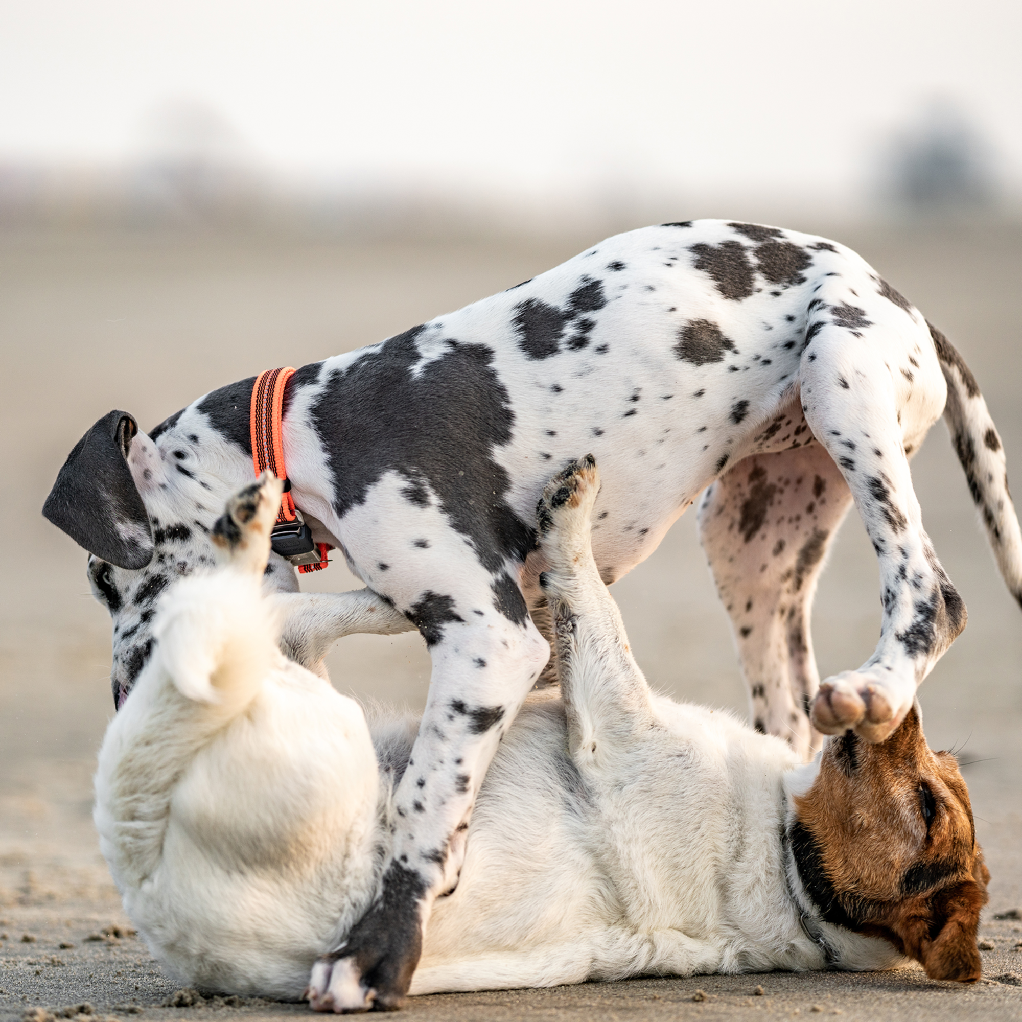 Verstellbares Hundehalsband reflektierend | 59440-77_6.png