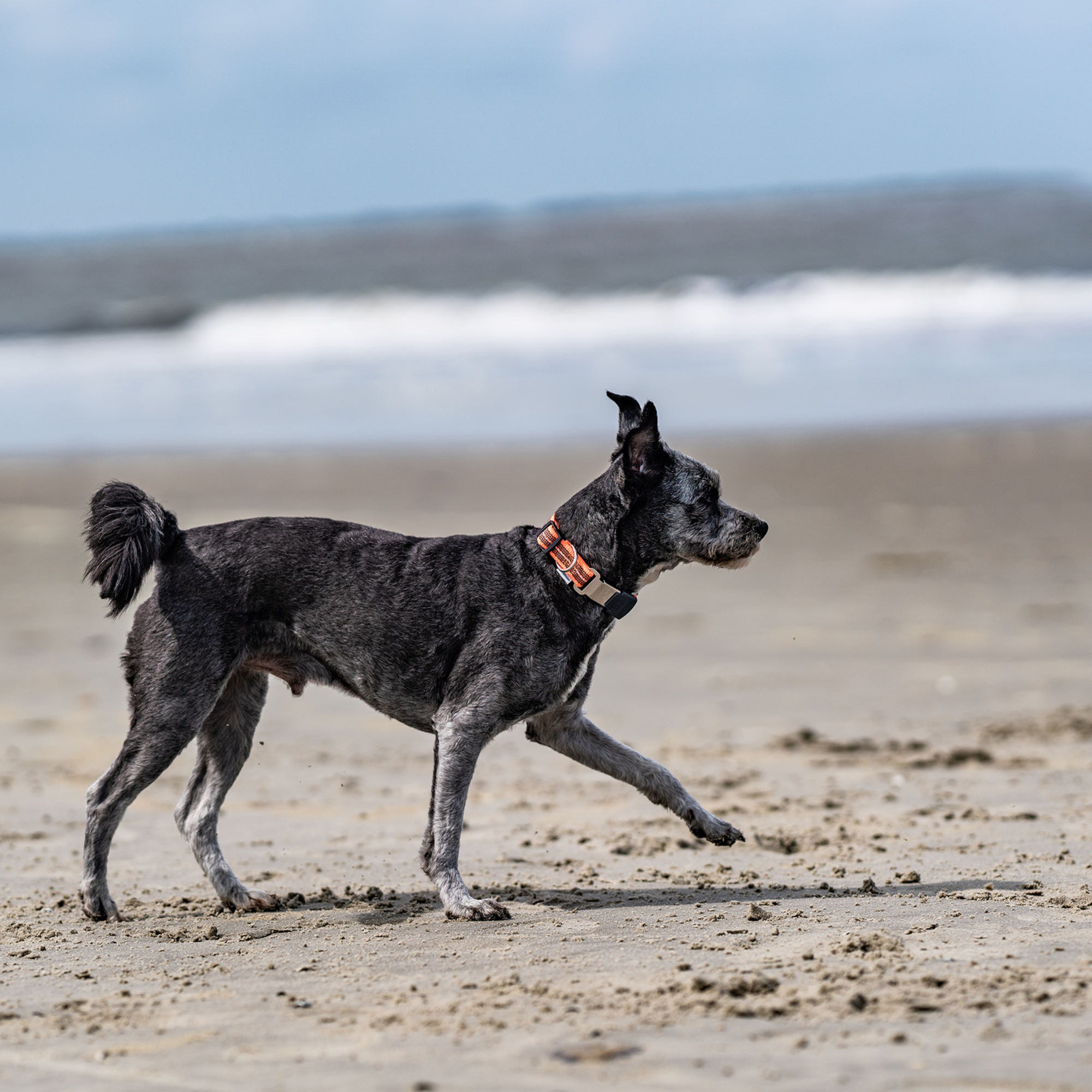 Verstellbares Hundehalsband reflektierend | 59440-77_8.png