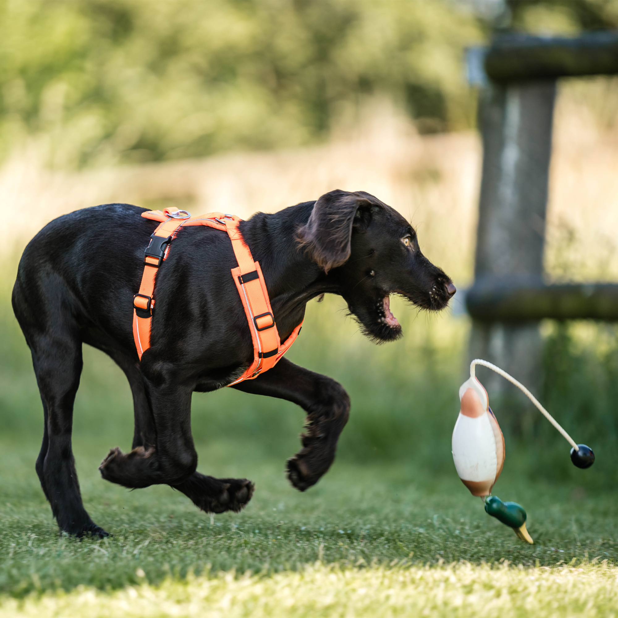 Apportierdummy Ente | 5945010100_02.png