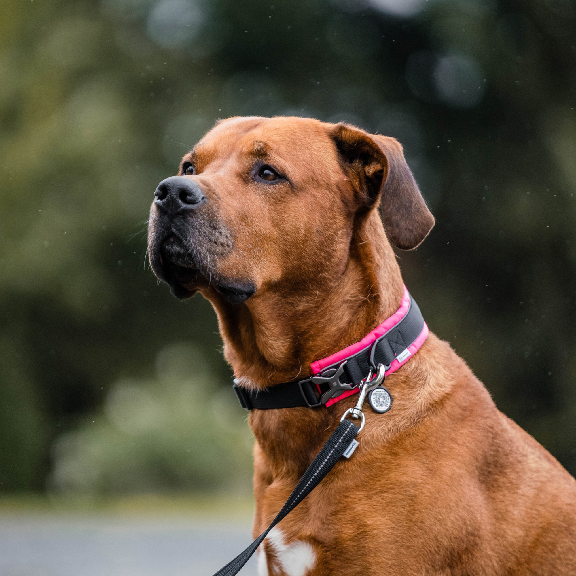Hundehalsband | 5954000070_5.png