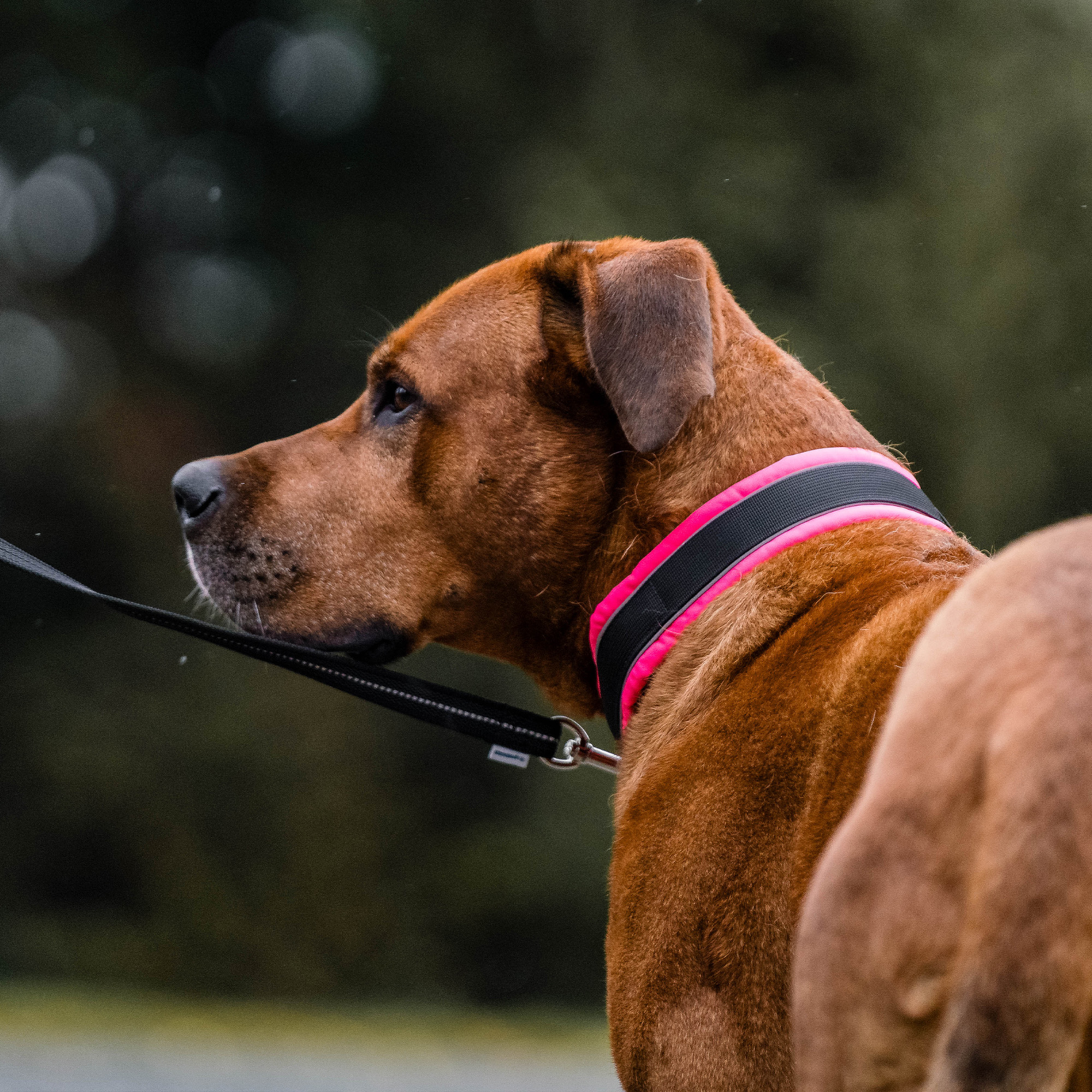 Hundehalsband | 5954000070_6.png