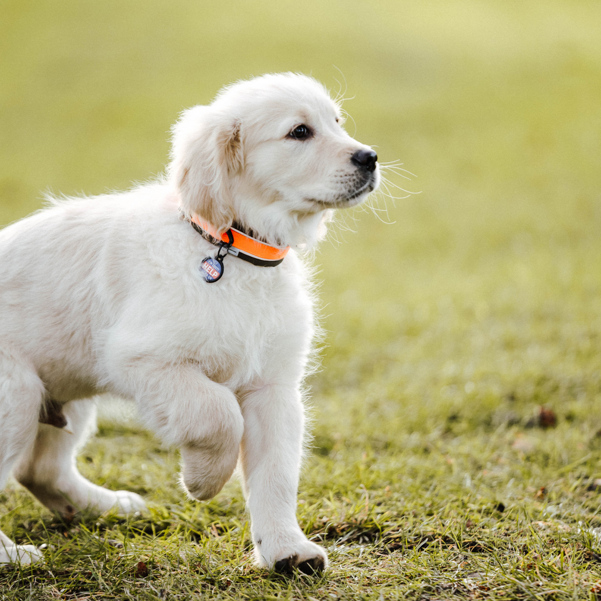 Hundehalsband | 5954000073_7.png