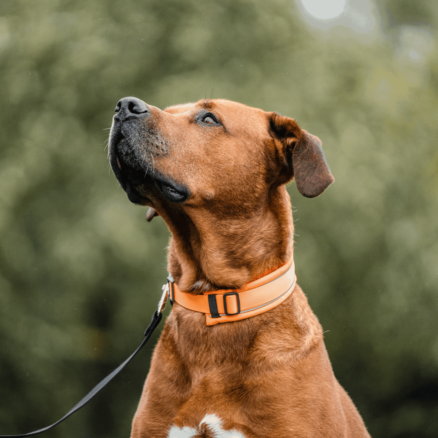 Hundehalsband | 5954000077_1.png