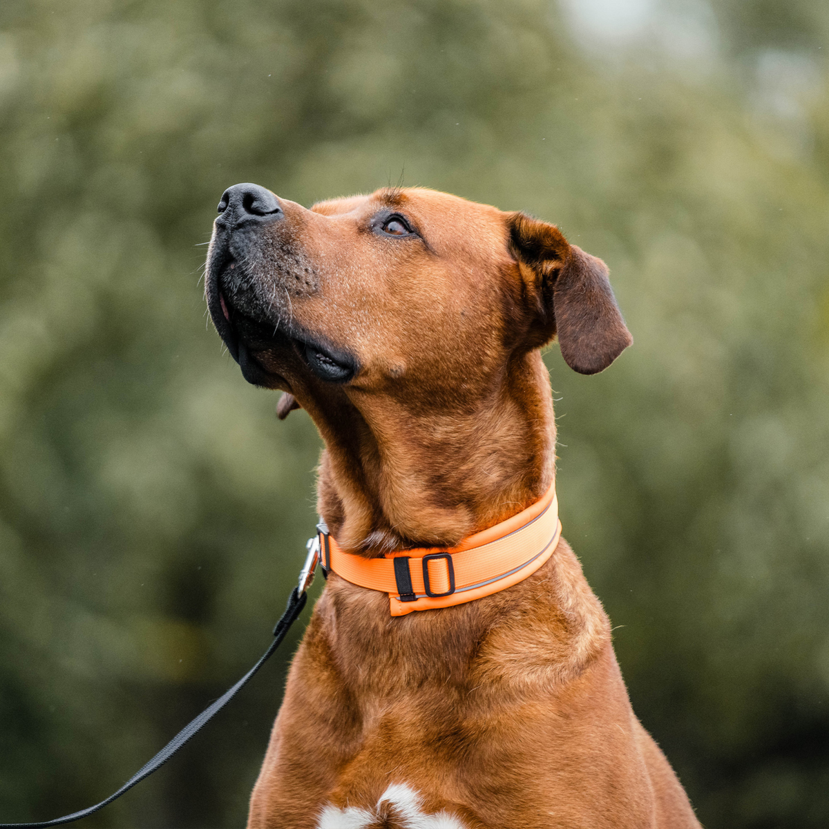 Hundehalsband | 5954000077_1.png