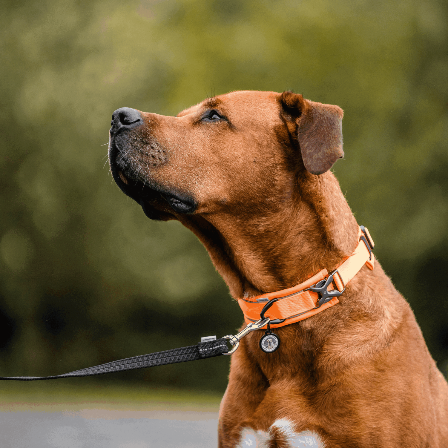Hundehalsband | 5954000077_3.png